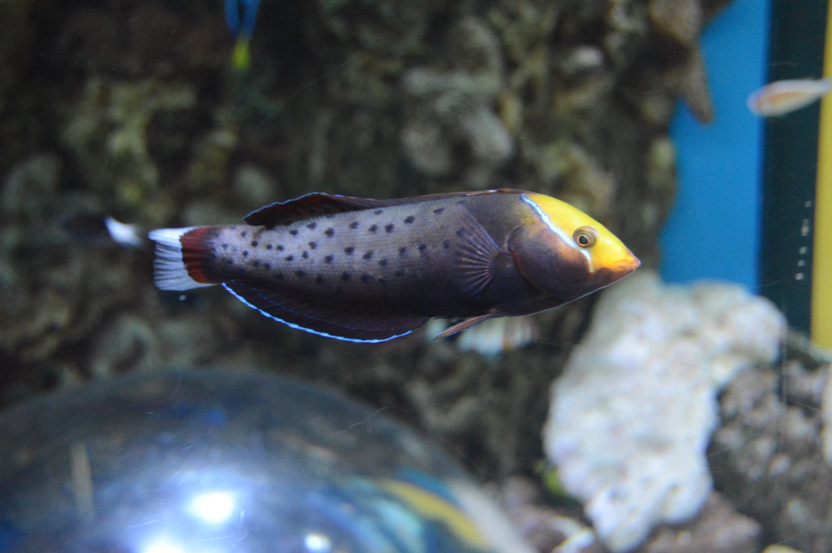 04/13/2024 - Queen Coris (Coris formosa) (Need ID confirmation!)