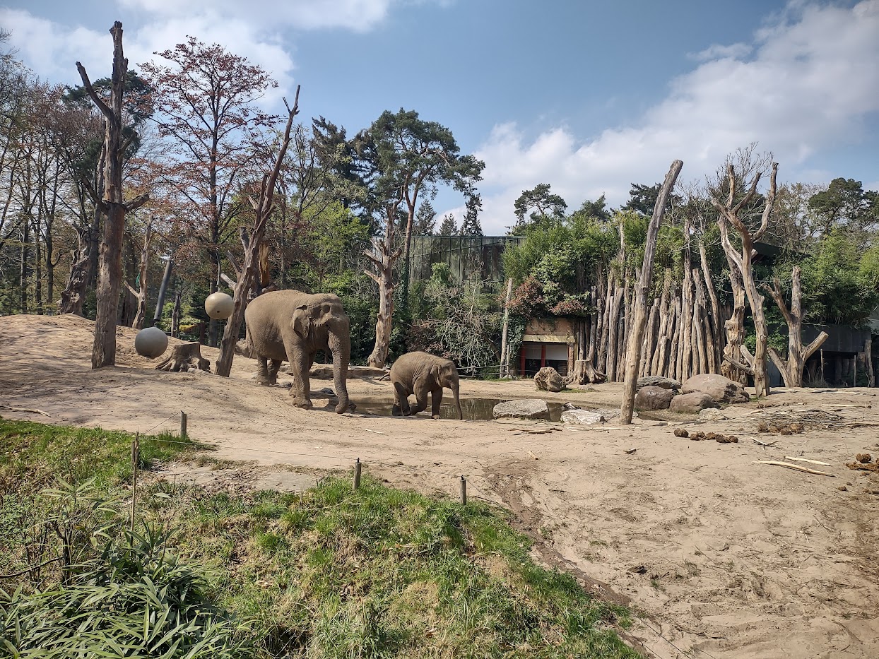 04-2022 Asian Elephants 'Indra' and 'Yindi'