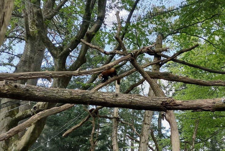 04-2022 Red panda