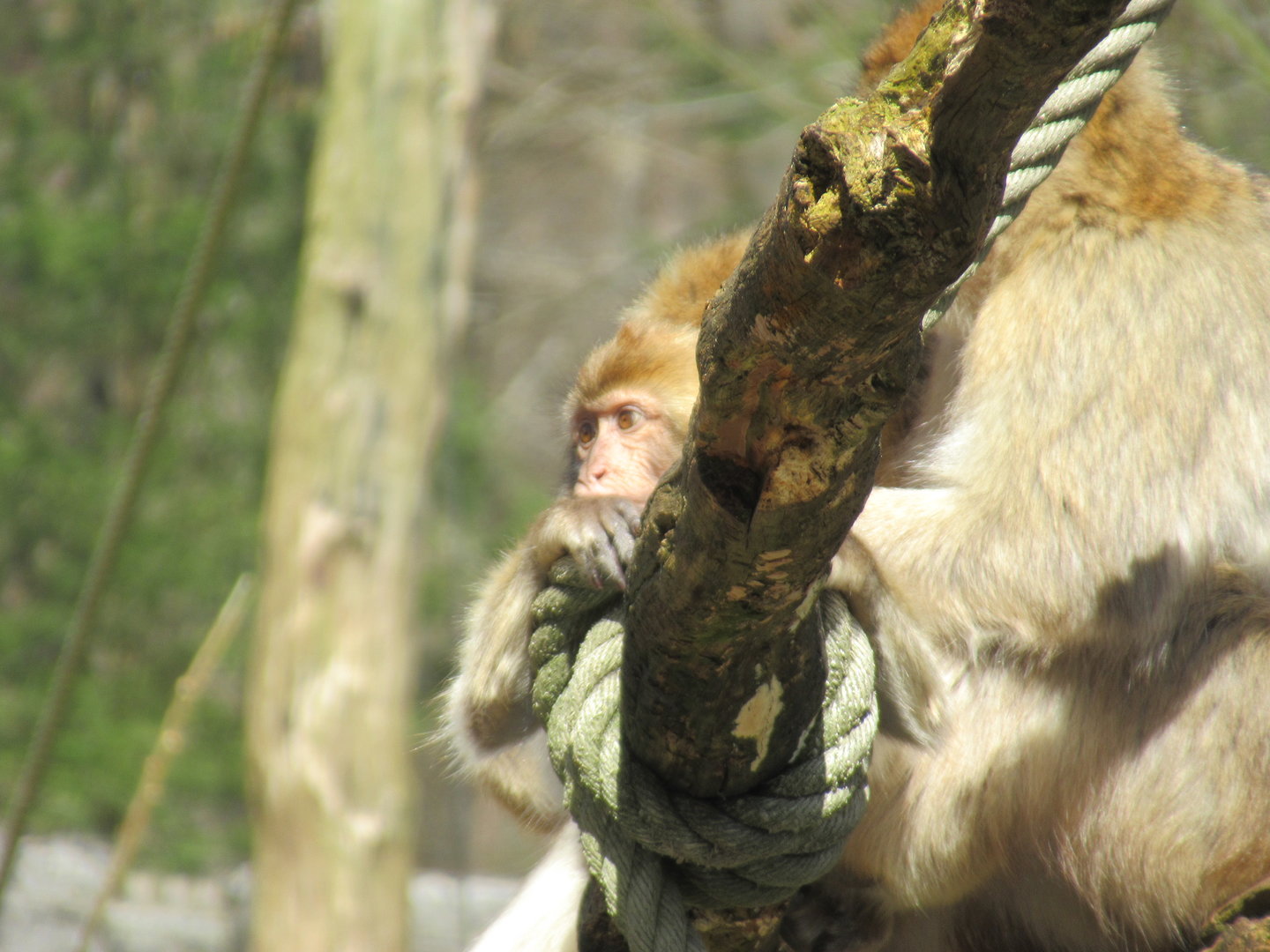 04-2023 Barbary macaque (juvinile)
