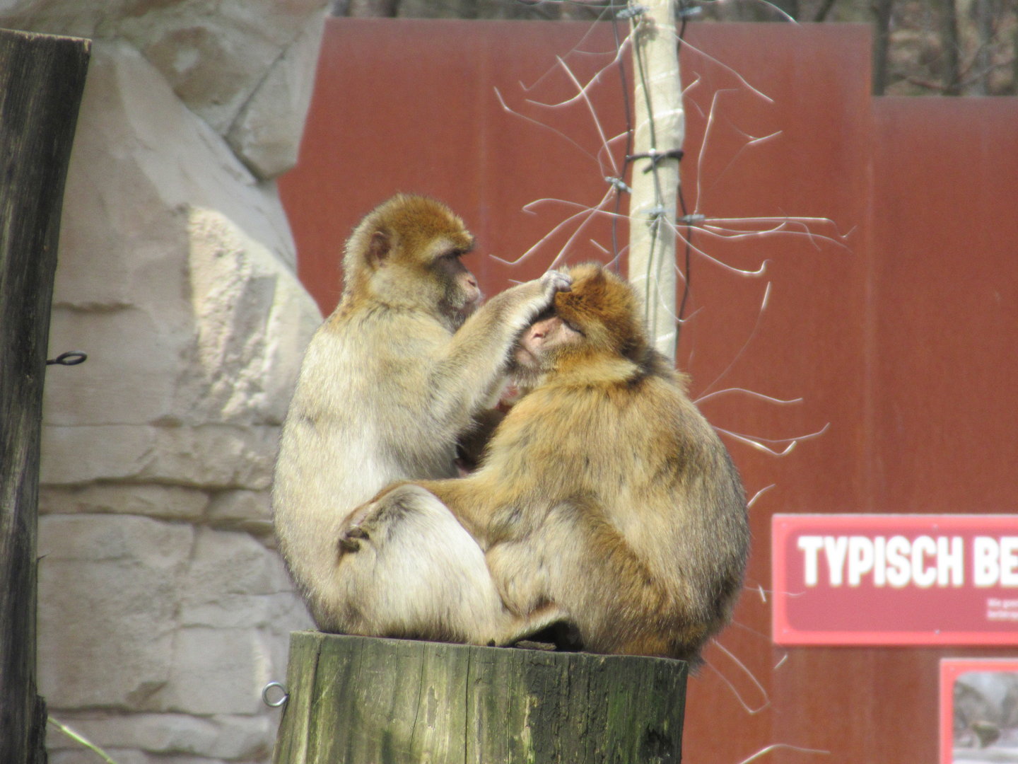 04-2023 Barbary macaques