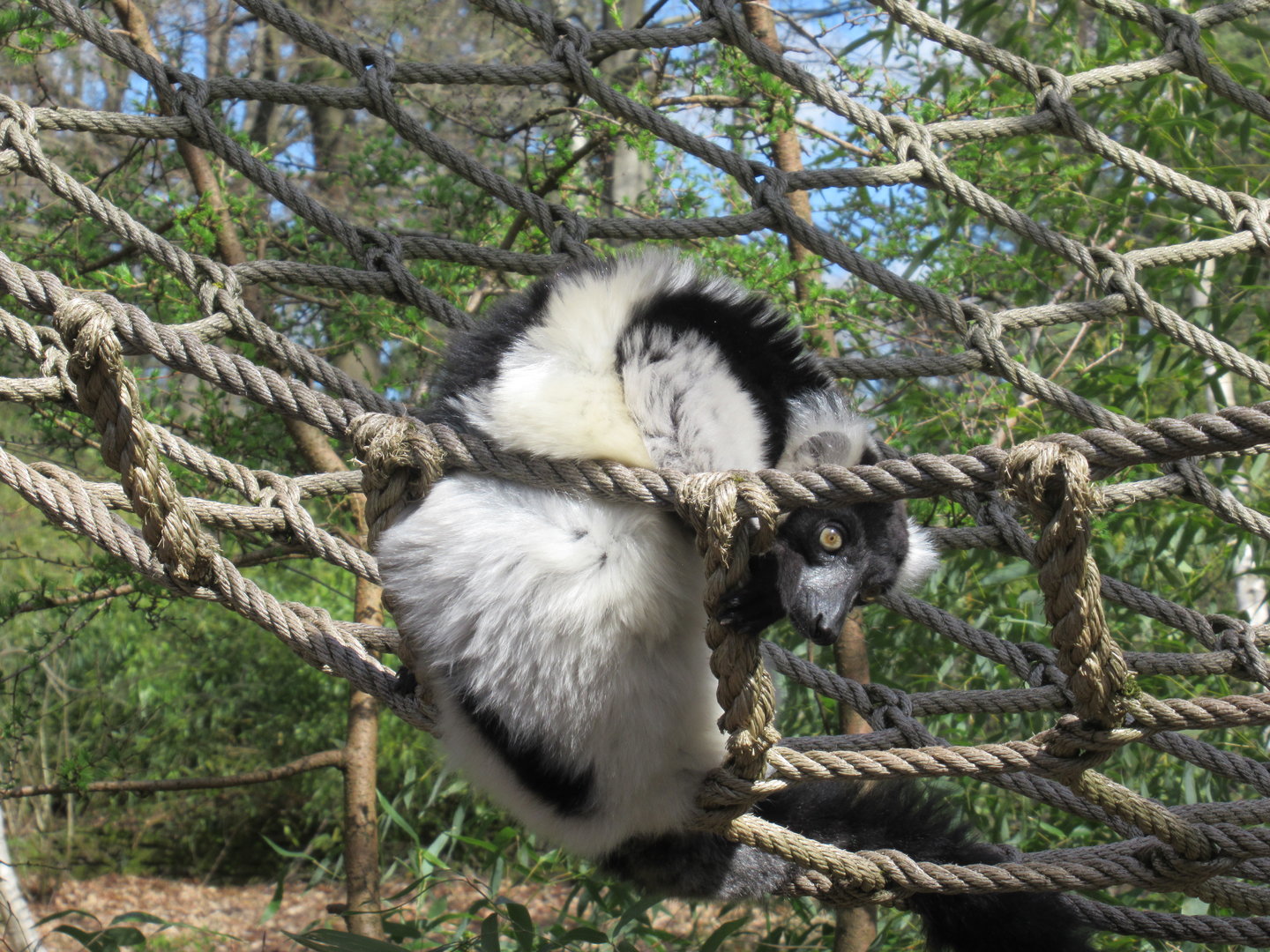 04-2023 Black-and-white ruffed lemur