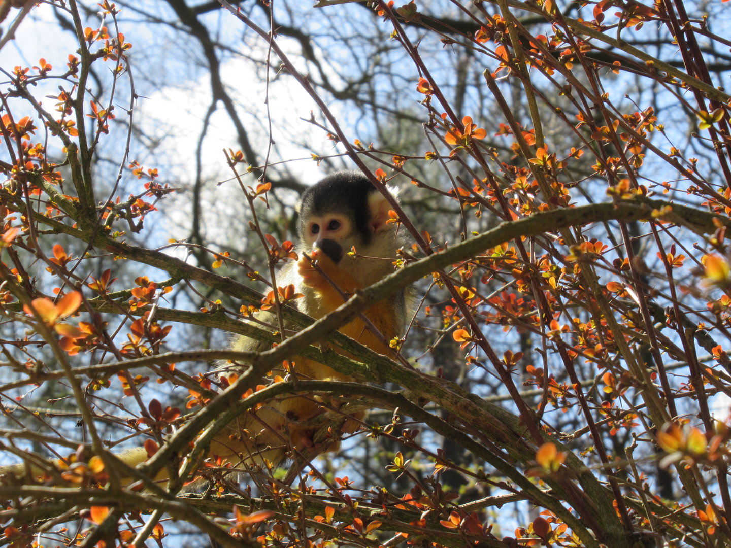 04-2023 Bolivian squirrel monkey