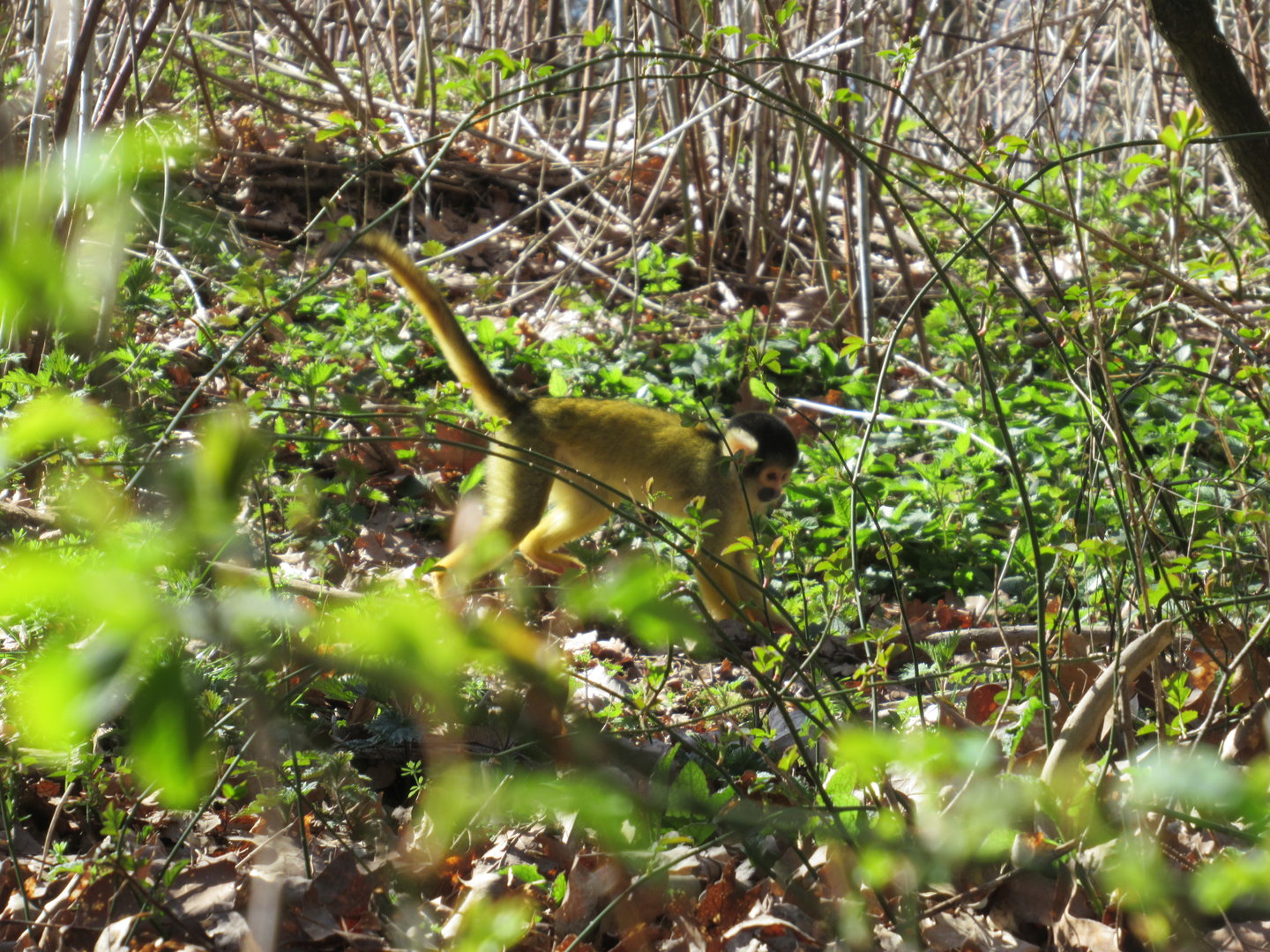 04-2023 Bolivian squirrel monkey