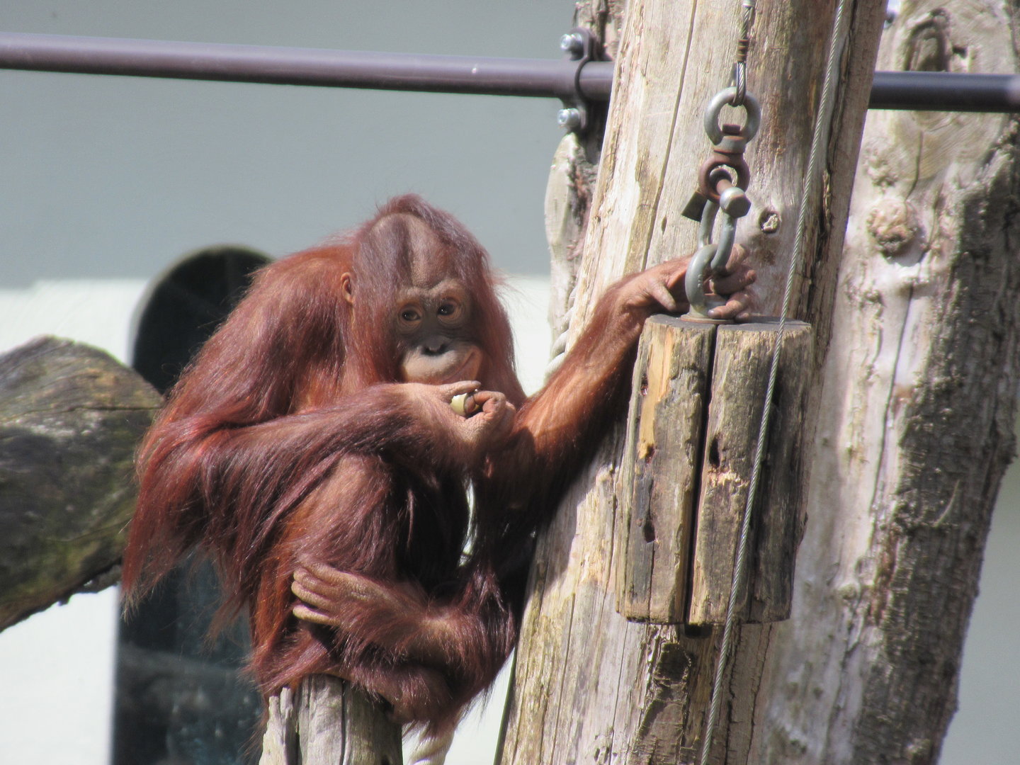 04-2023 Borneo orang utan (female, juvinile) 'Inda'