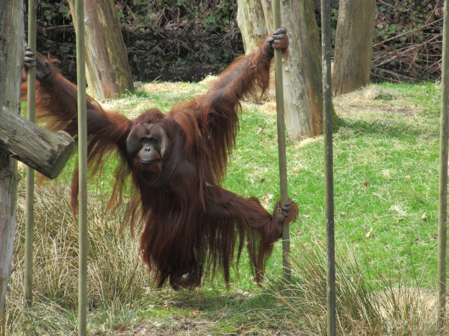 04-2023 Borneo orang utan (male) 'Amos'