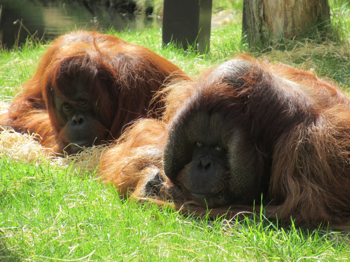 04-2023 Borneo orang utans (female - male) 'Sandy' & 'Kevin'