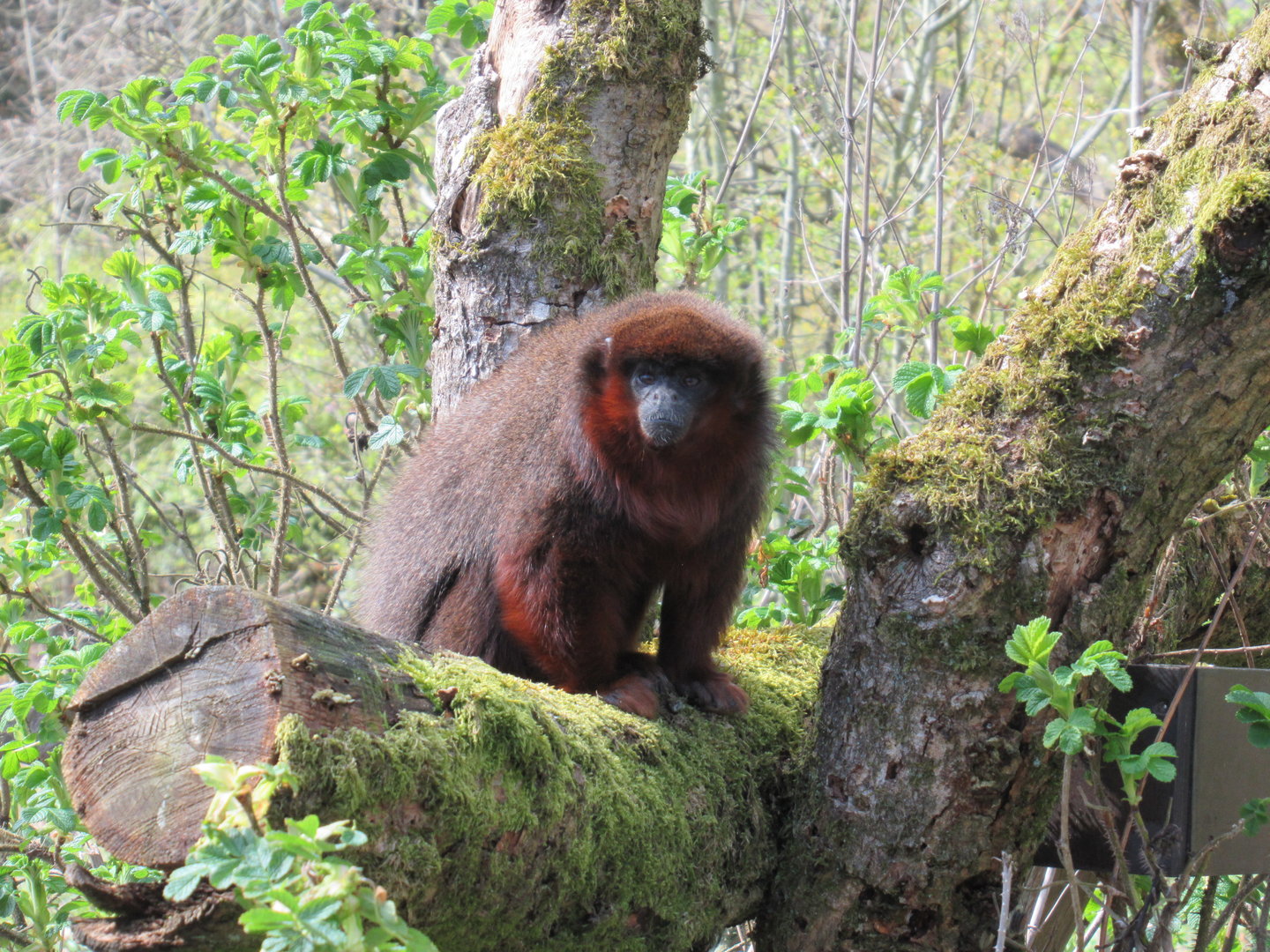 04-2023 Coppery titi monkey