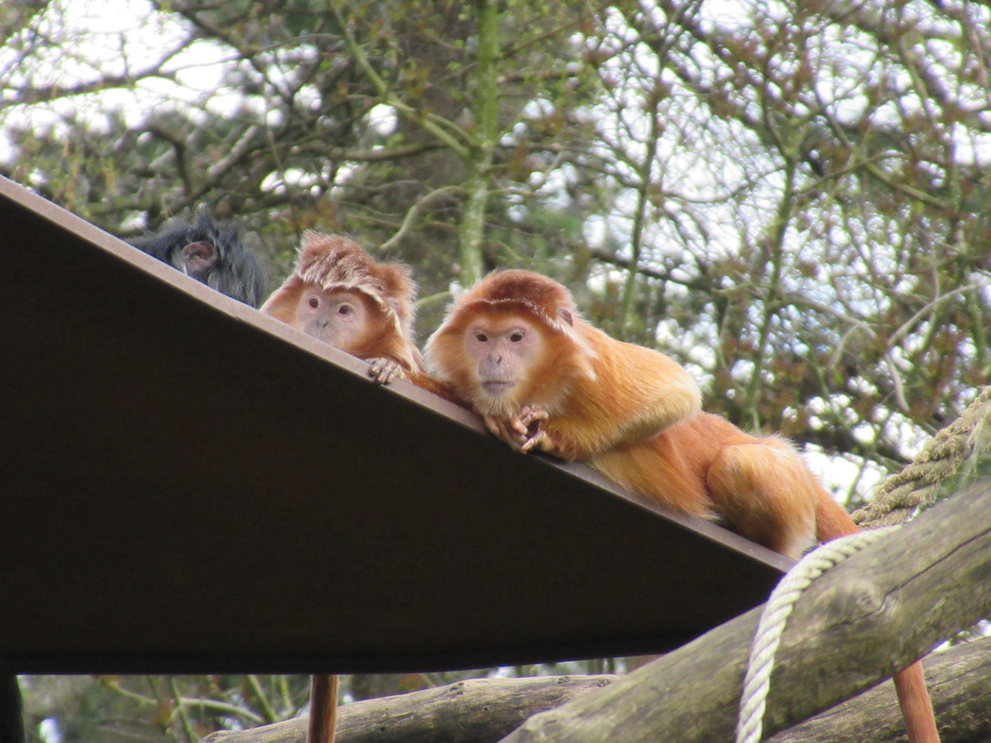 04-2023 East Javan langurs