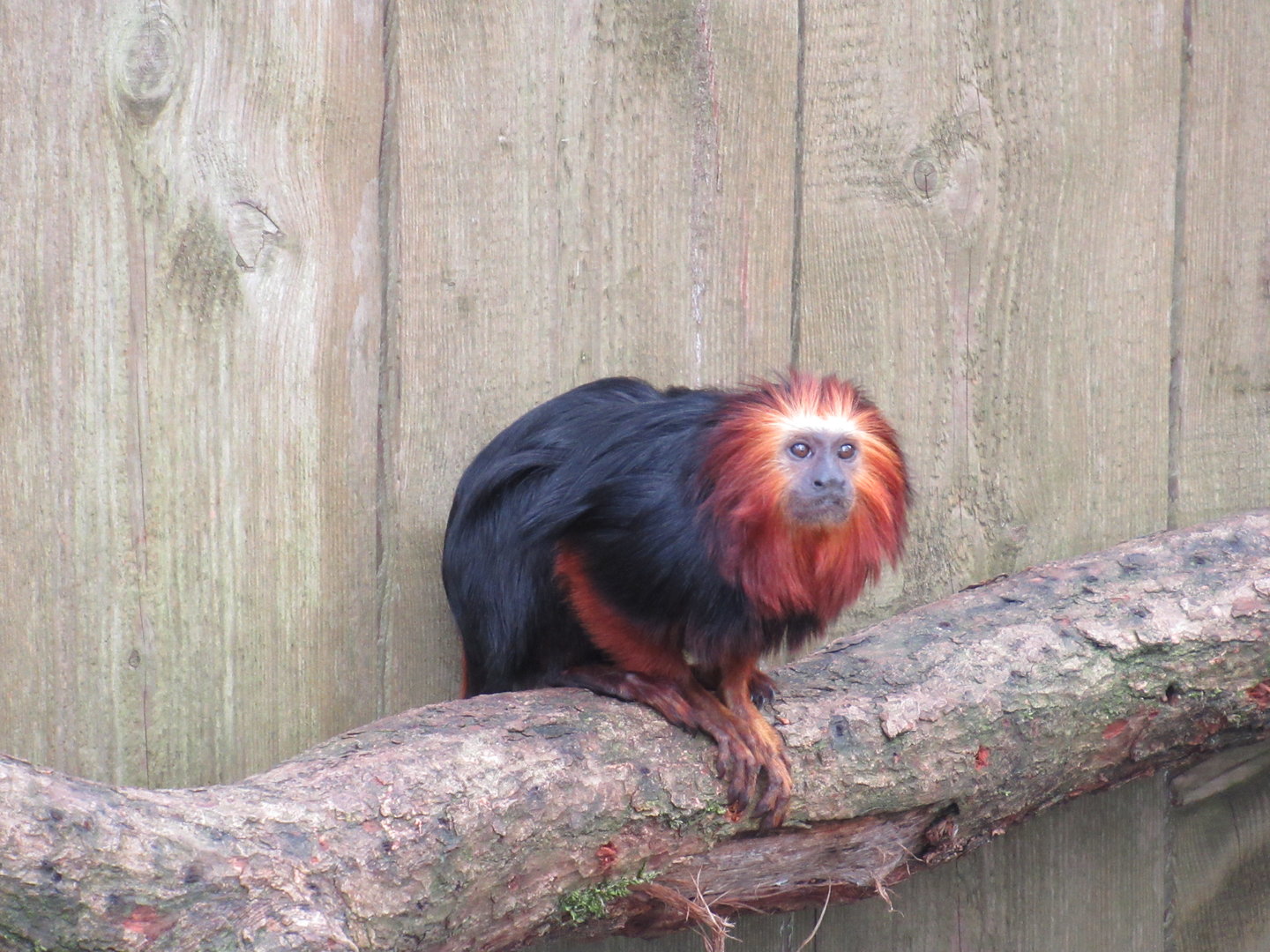 04-2023 Golden-headed lion tamarin