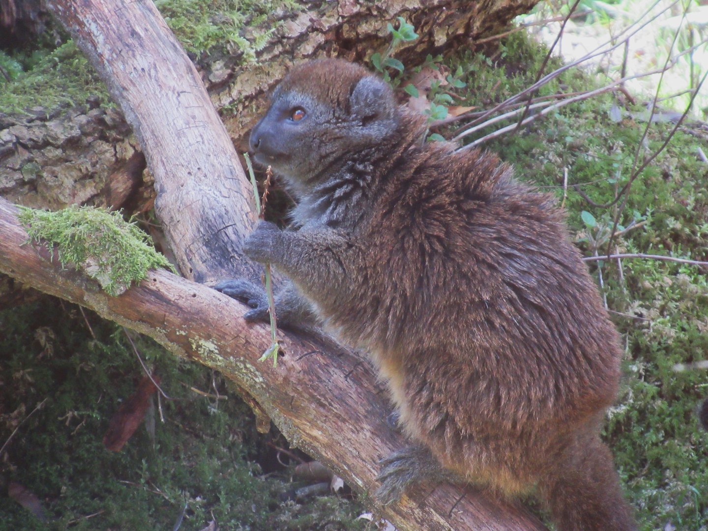 04-2023 Lac Alaotra bamboo lemur