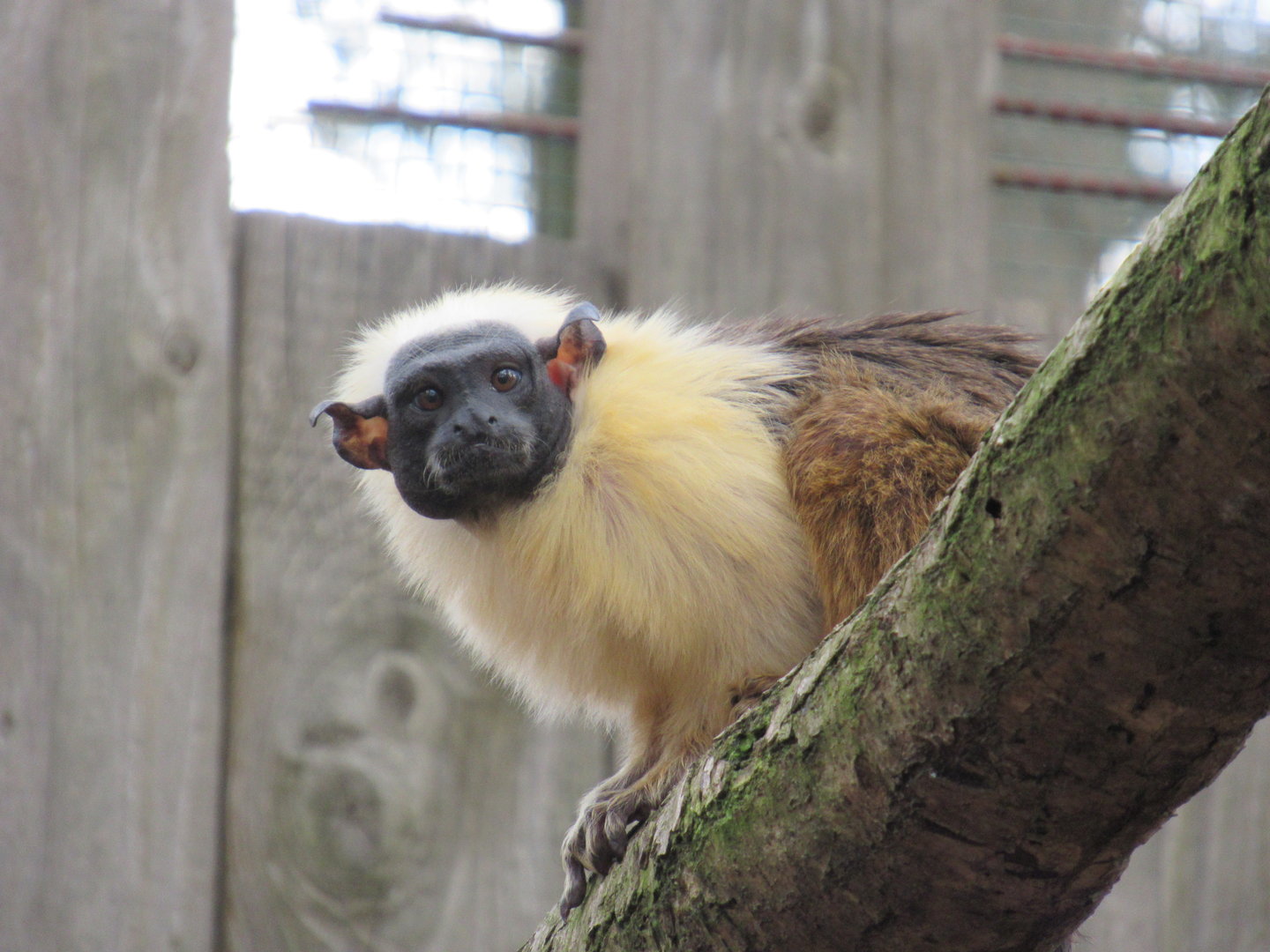 04-2023 Pied tamarin