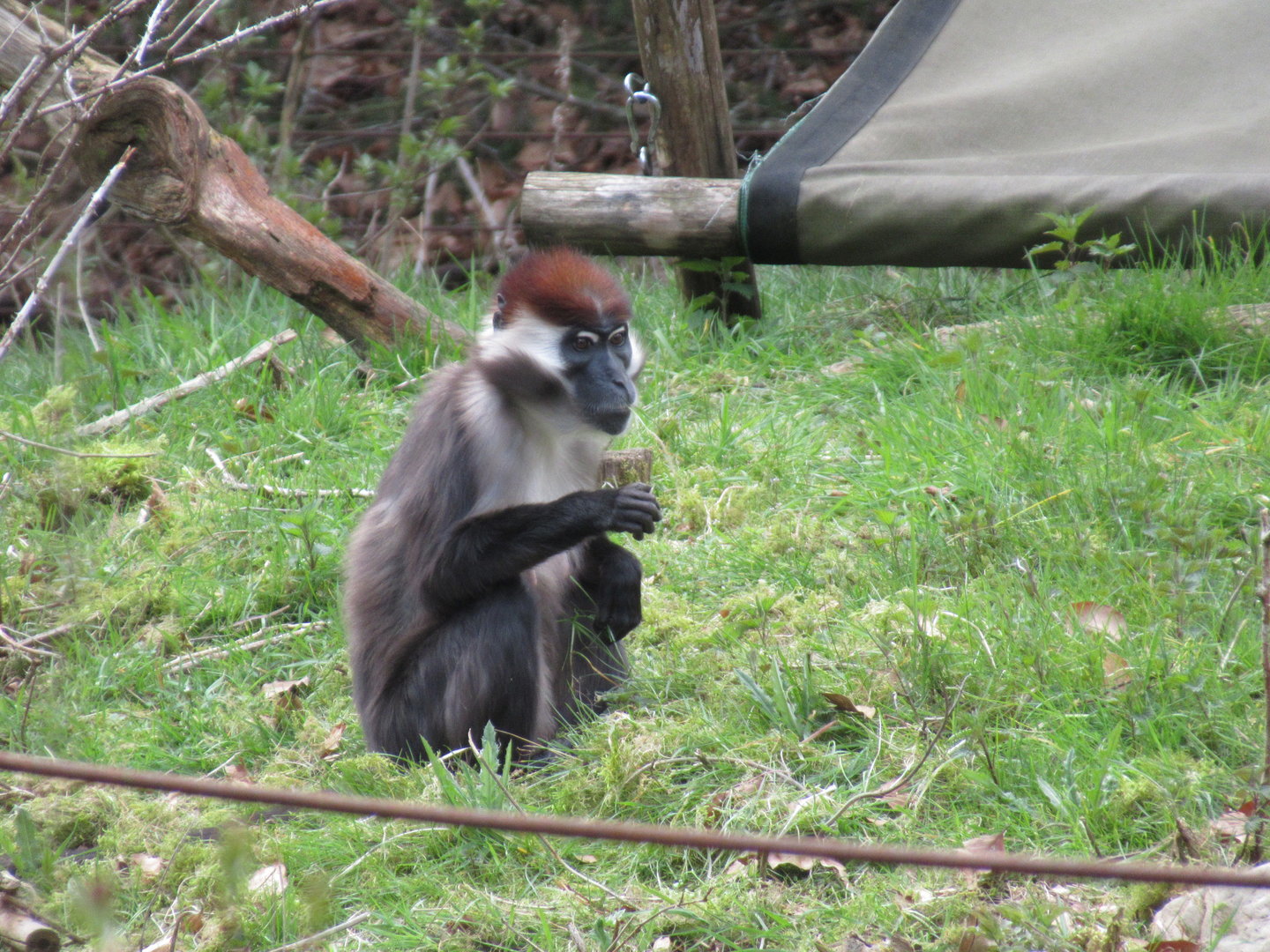 04-2023 Red-crowned mangabey
