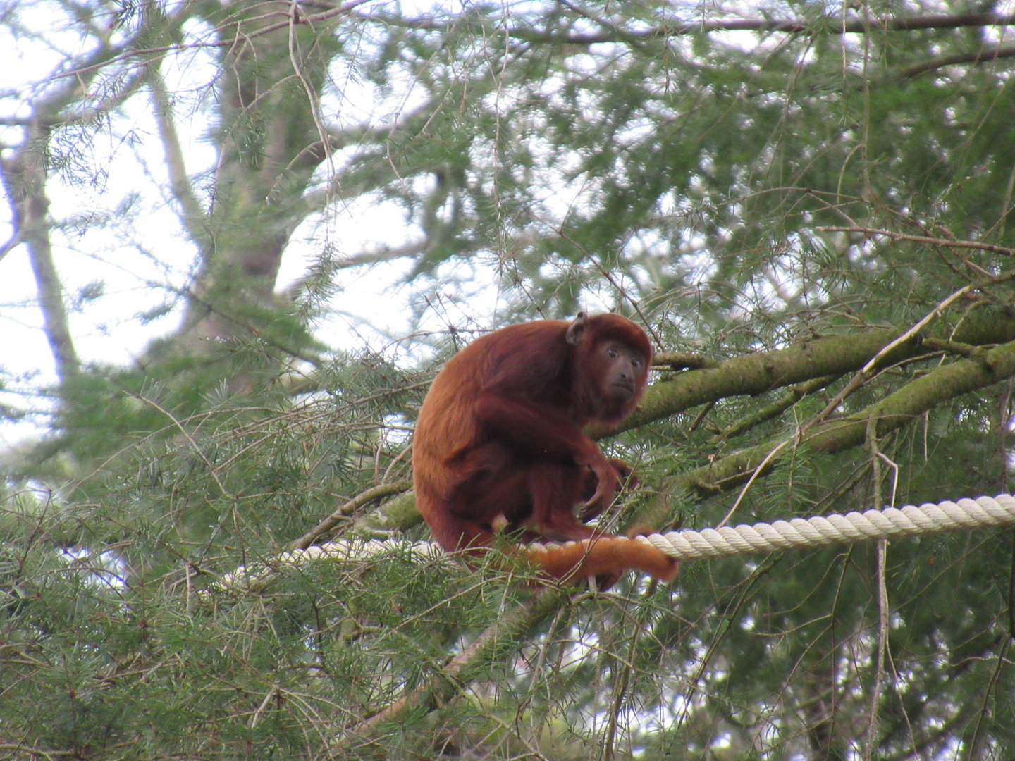 04-2023 Red howler monkey