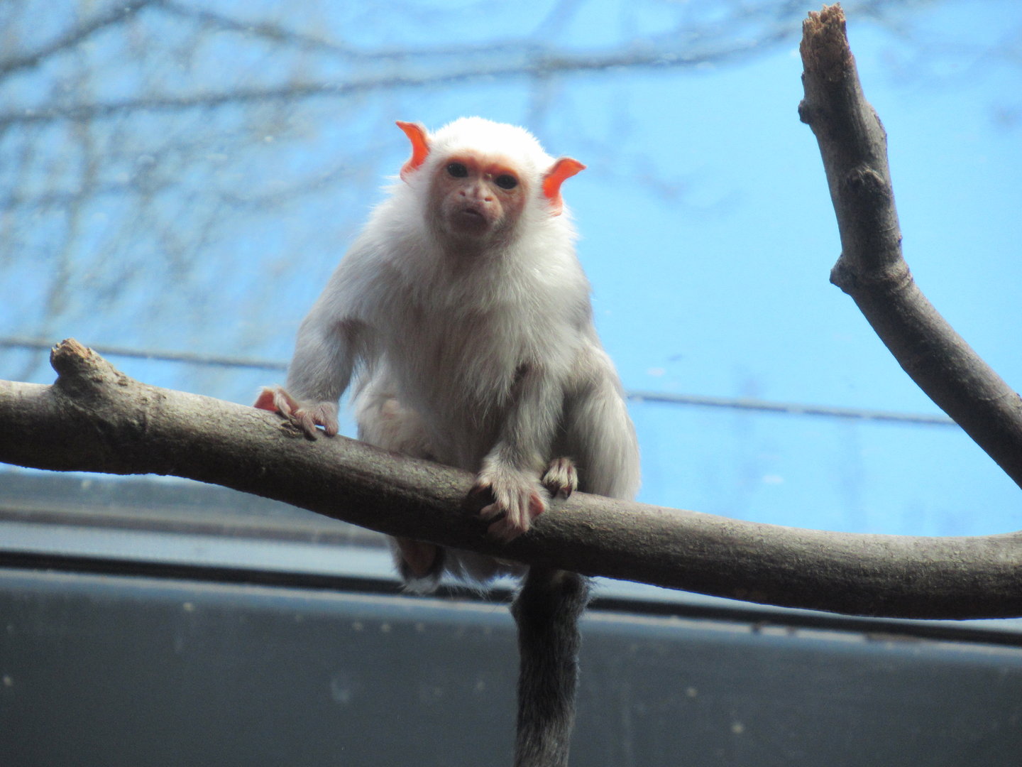 04-2023 Silvery marmoset