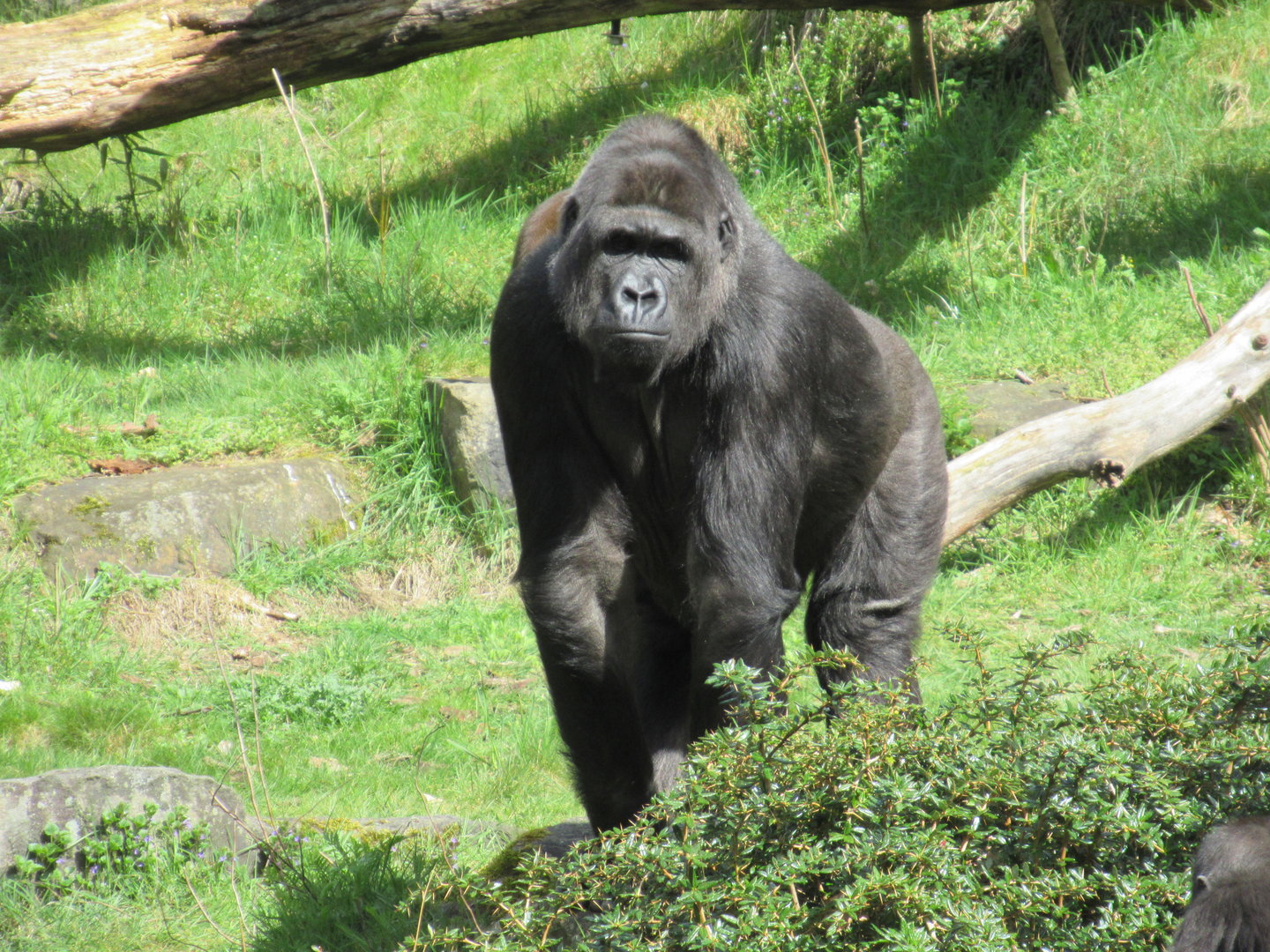 04-2023 Western lowland gorilla (female)