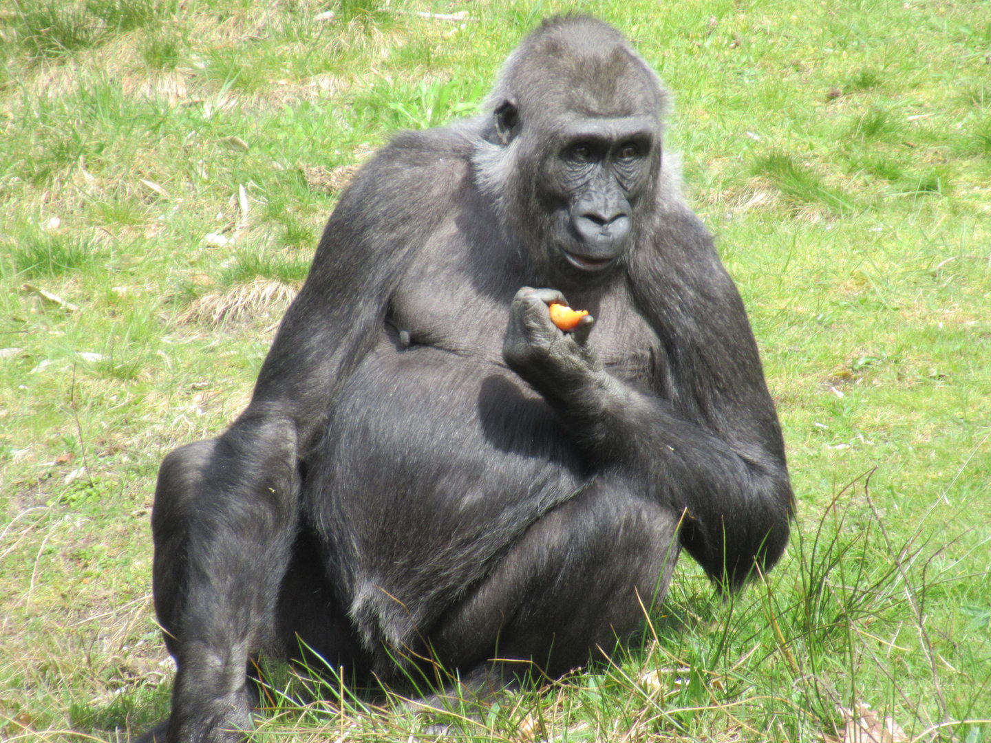 04-2023 Western lowland gorilla (female)