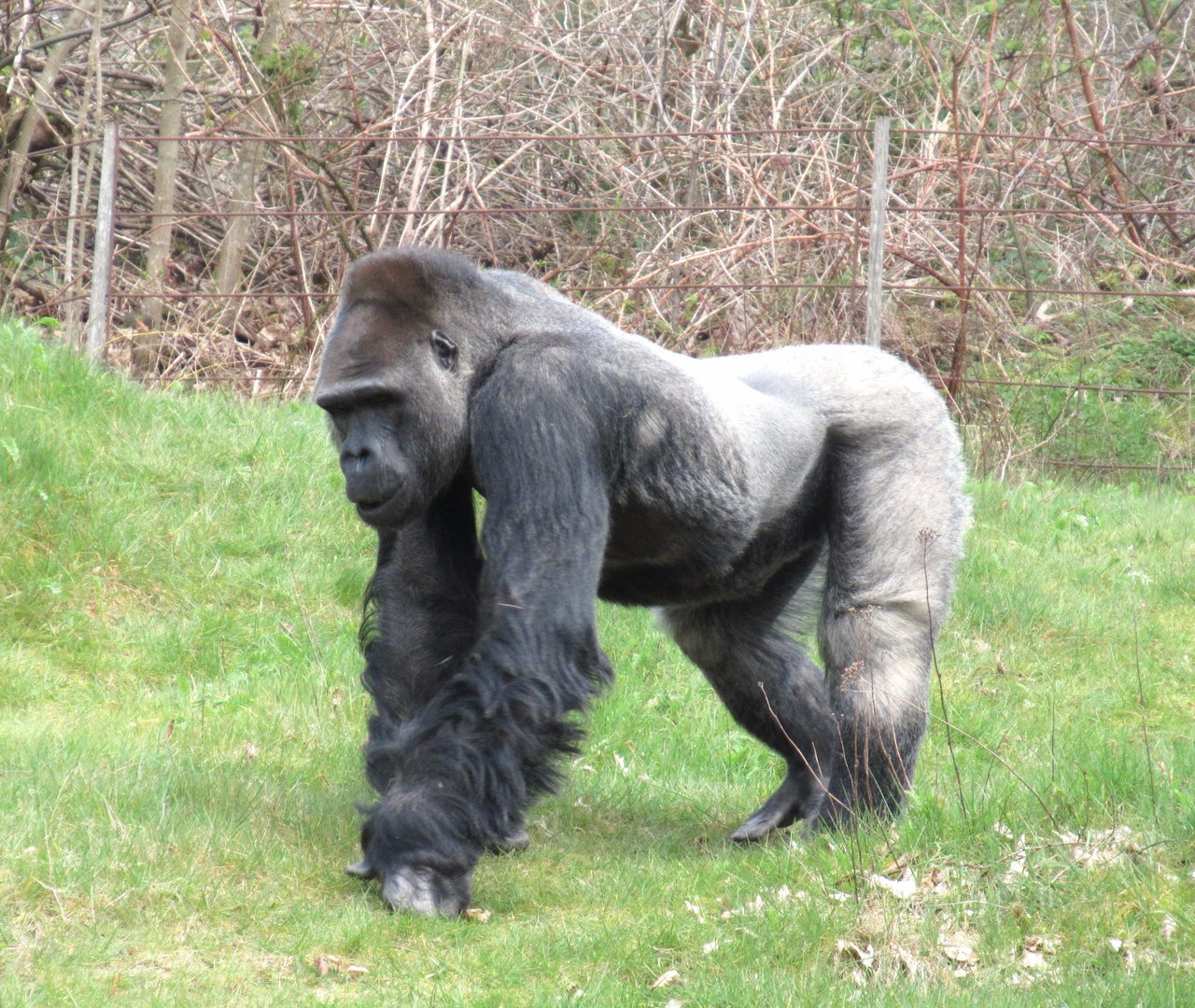 04-2023 Western lowland gorilla (male) 'Bao bao'