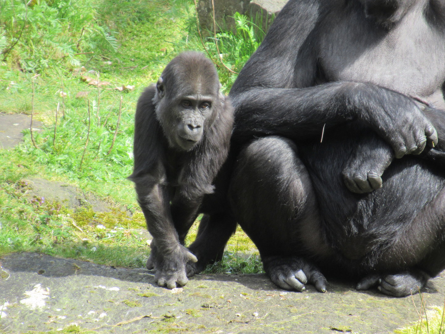 04-2023 Western lowland gorilla (male, juvinile) 'Kiango'