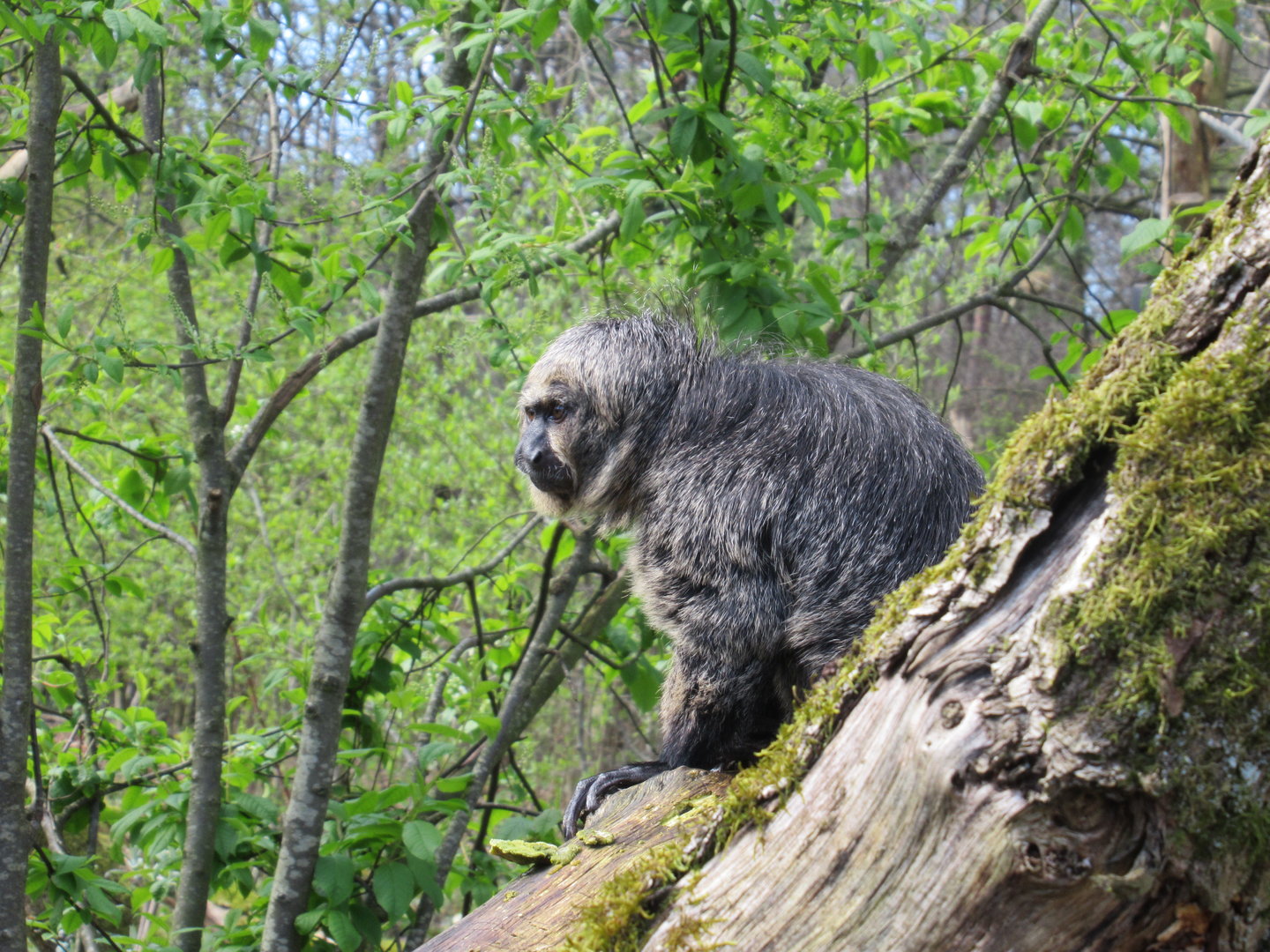 04-2023 White-faced saki (female)