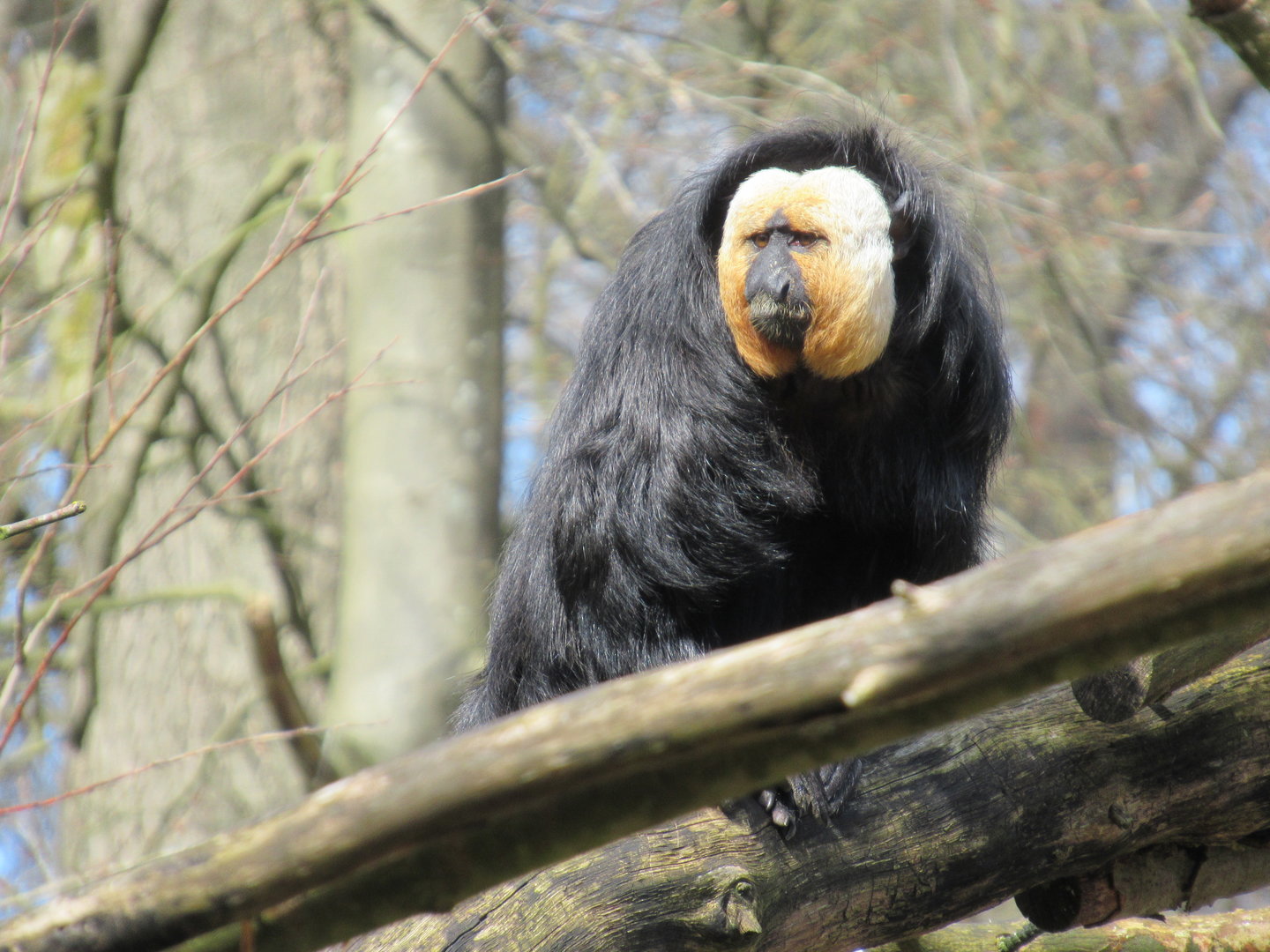 04-2023 White-faced saki (male)