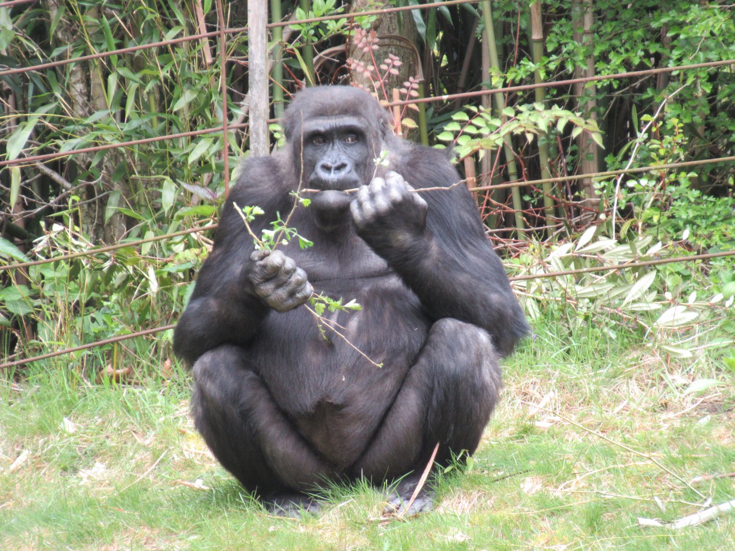 04 2024 - Adolecent Western Lowland Gorilla 'Jabari'