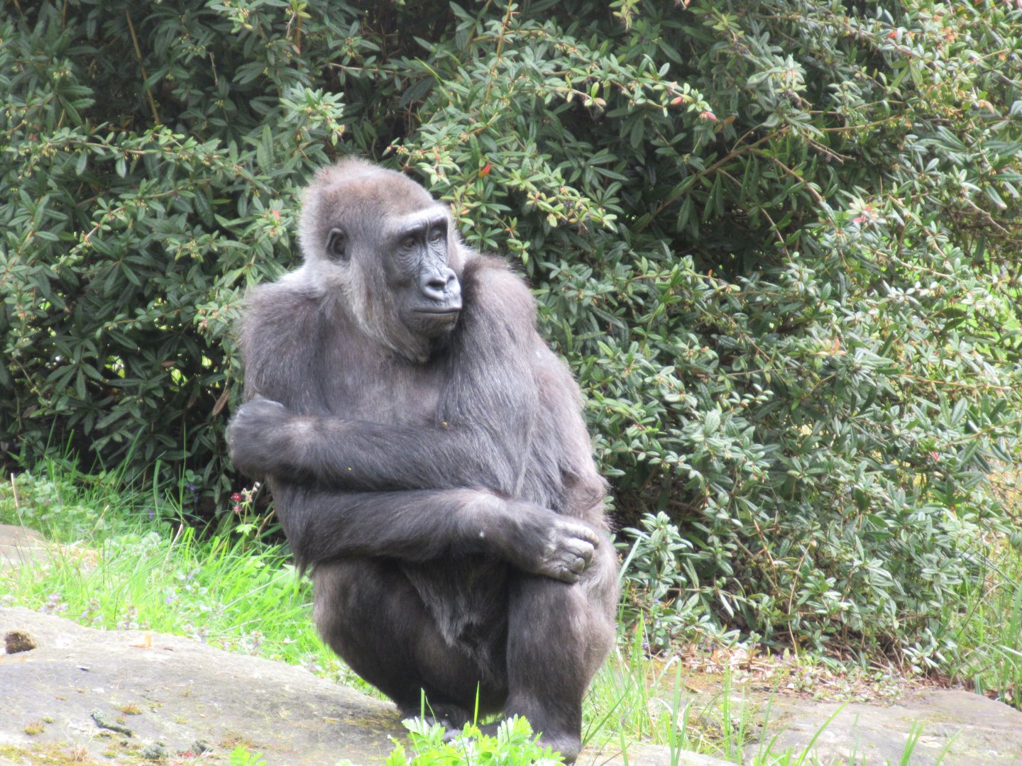04 2024 - Adult Western Lowland Gorilla, female 'M’Fugaji'