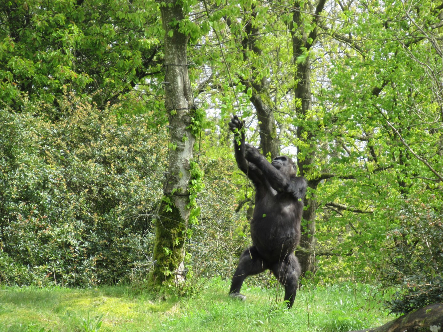 04 2024 - Adult Western Lowland Gorilla, still hungry after feeding presentation :)