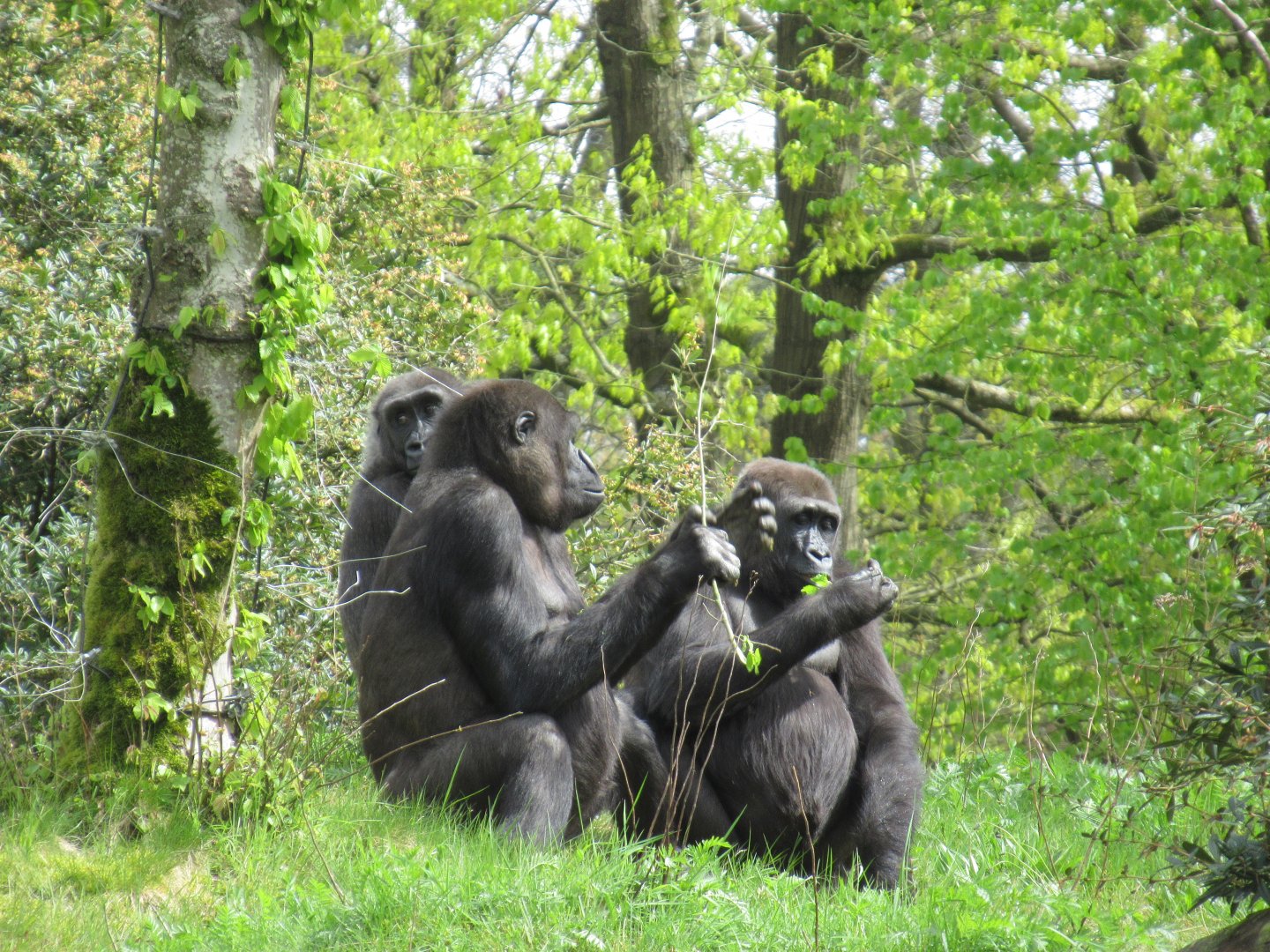 04 2024 - Adult Western Lowland Gorillas, everyone wants some fresh greenery