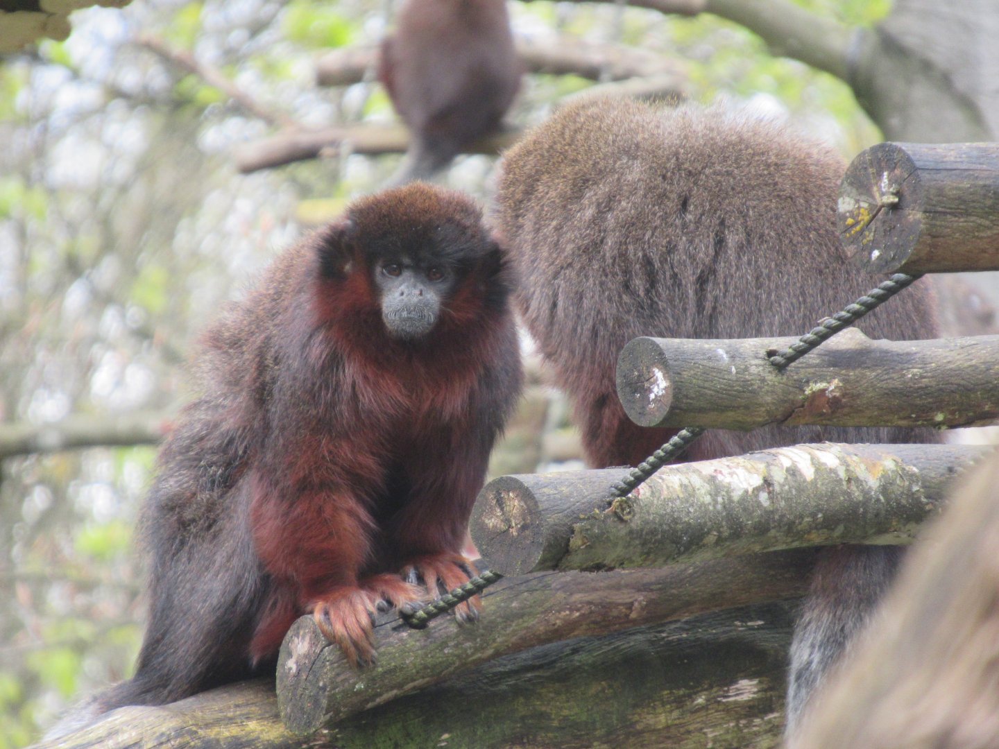 04 2024 - Coppery titi monkeys