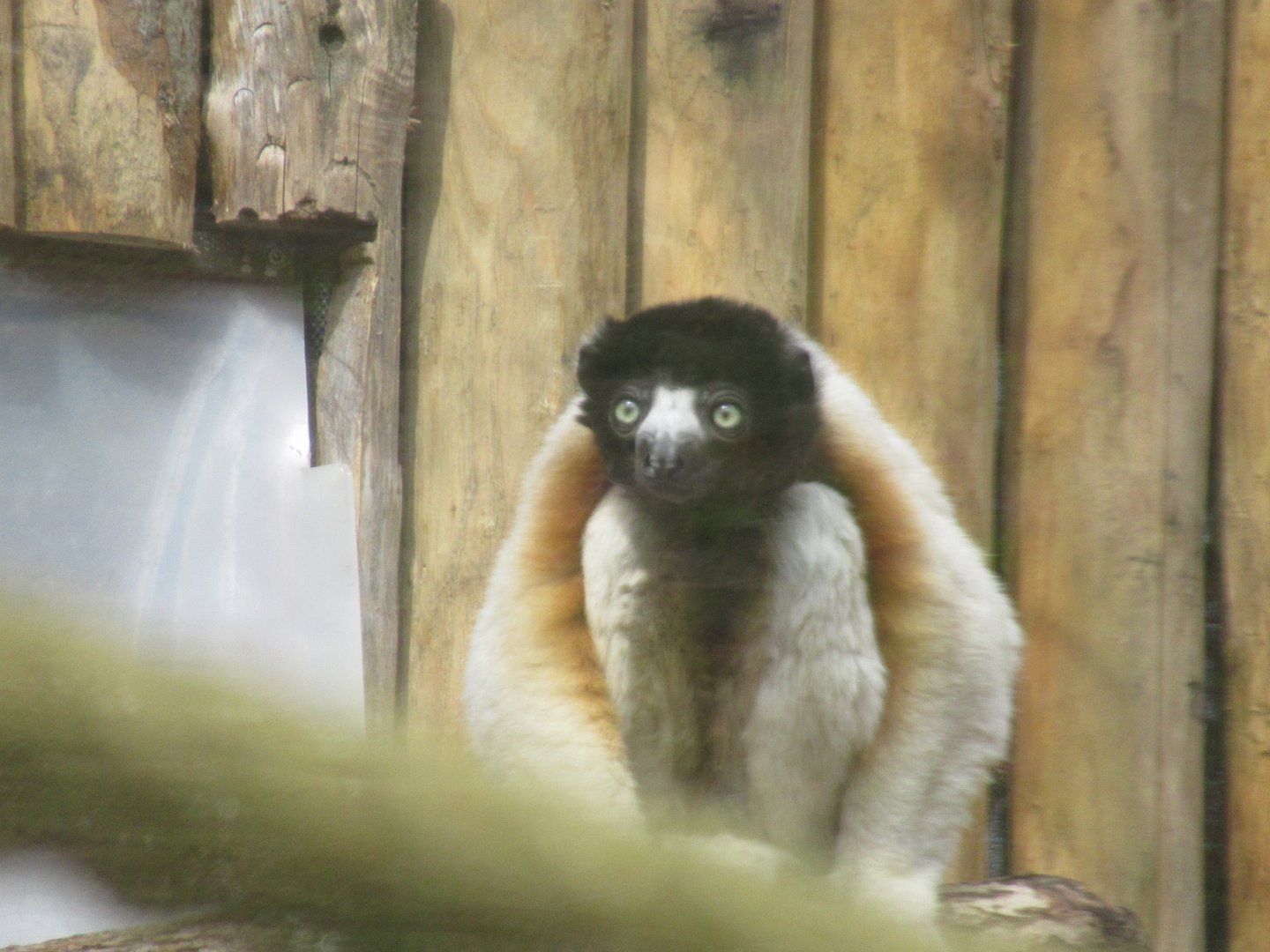 04 2024 - Crowned sifaka