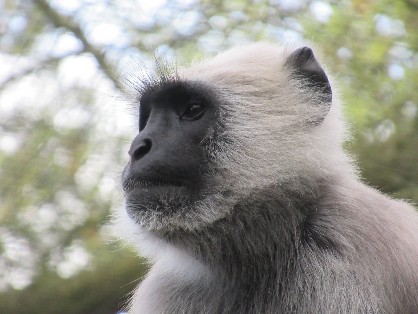04 2024 - Northern plains gray langur