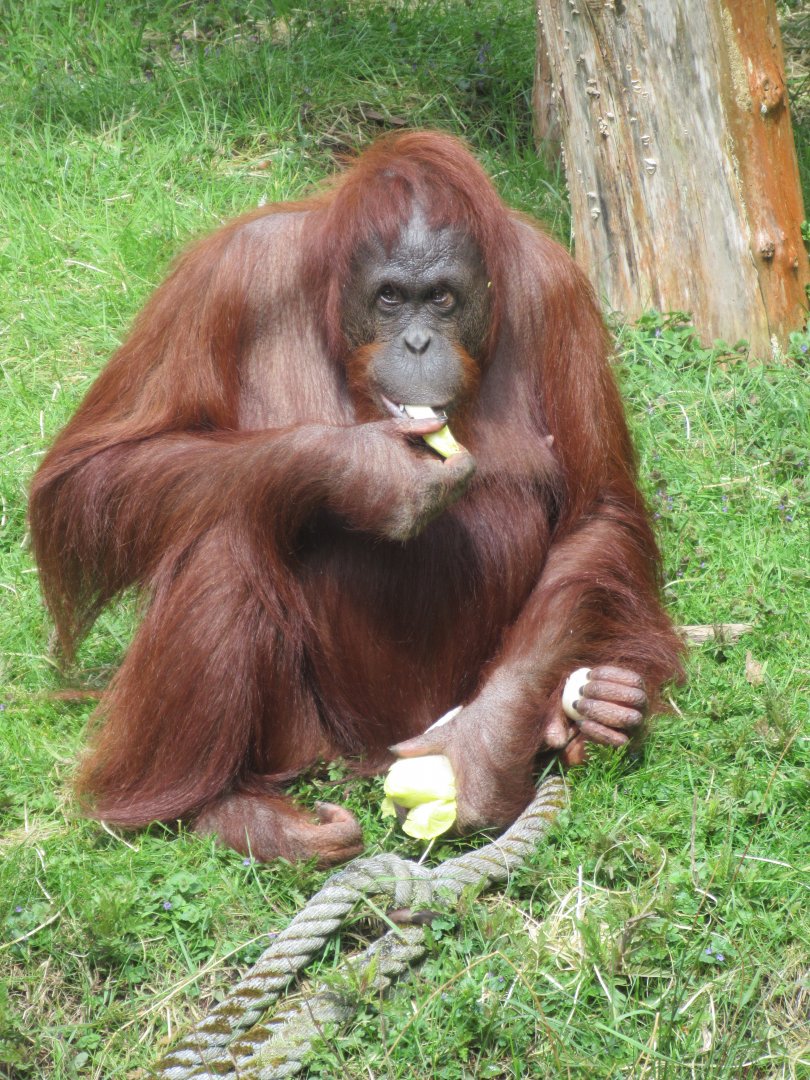 04 2024 - Orang Utan, adult female