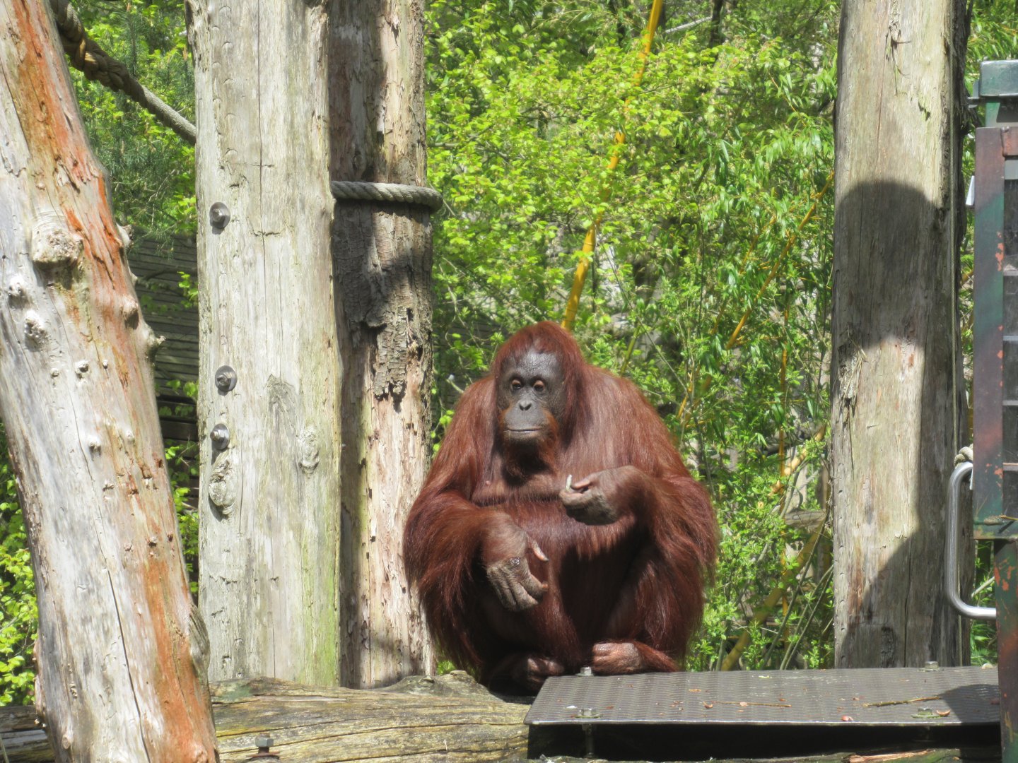 04 2024 - Orang Utan