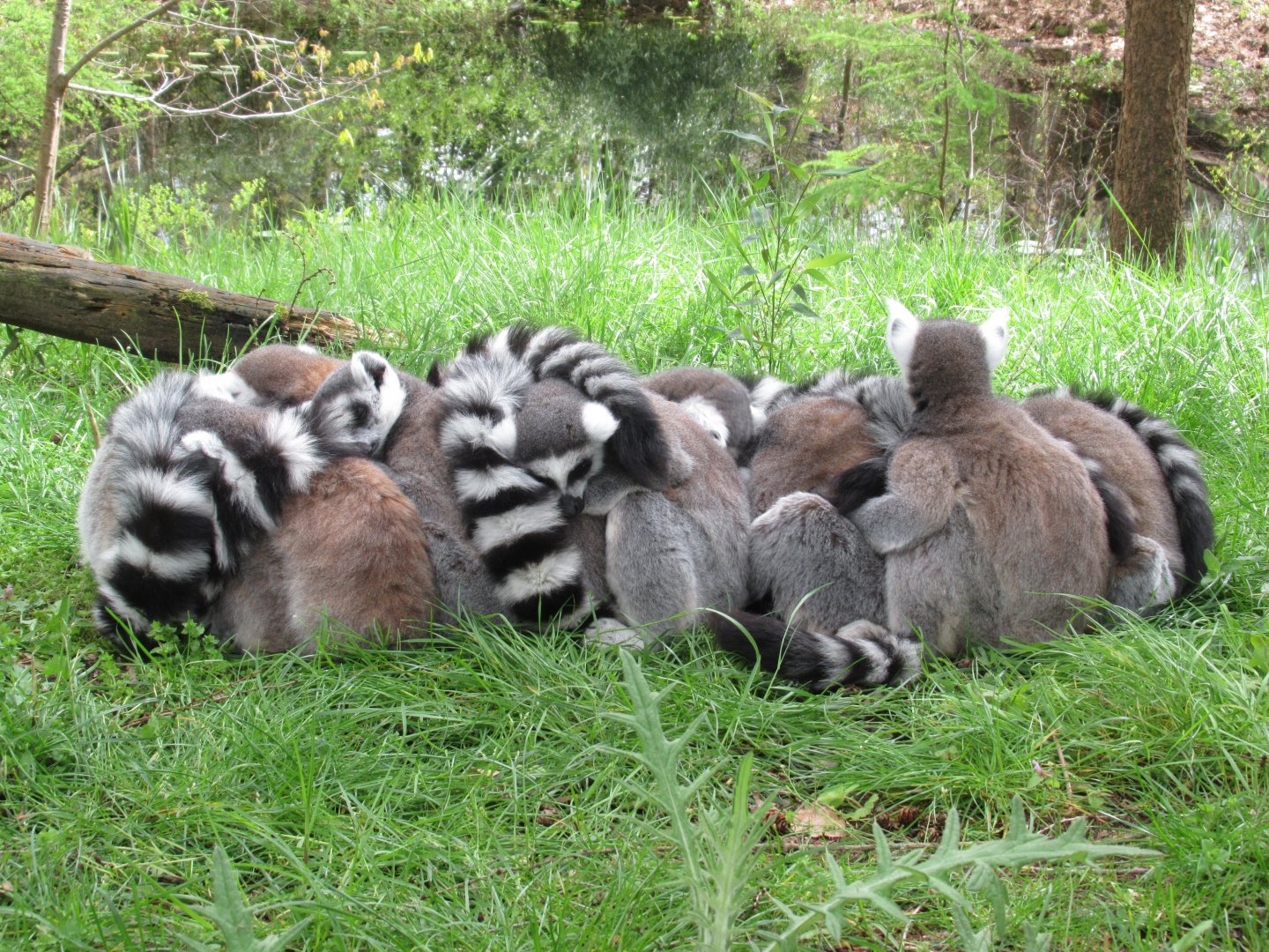 04 2024 - Pile of Ring Tailed Lemurs