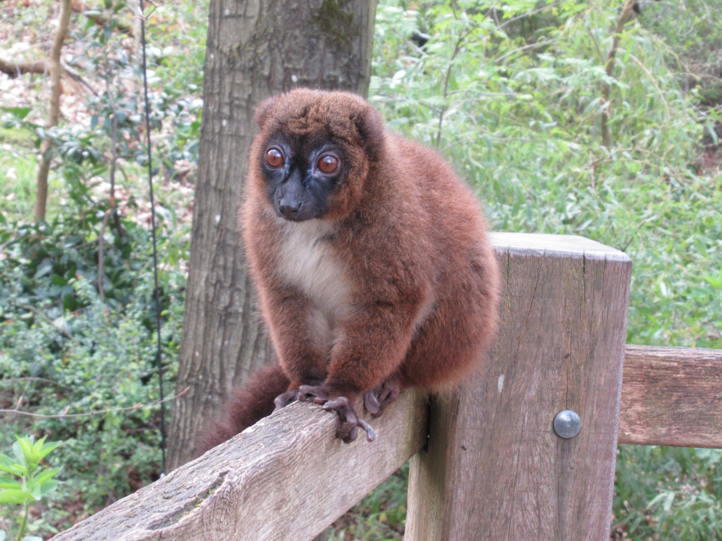 04 2024 - Red-bellied lemur, female
