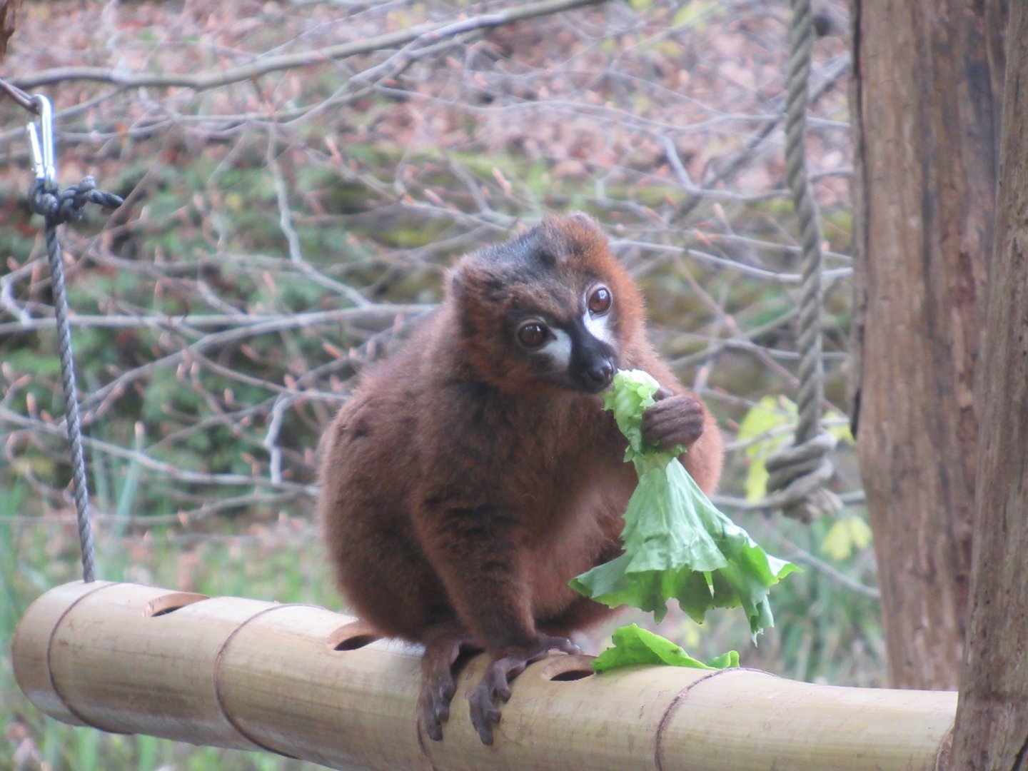 04 2024 - Red-bellied lemur, male
