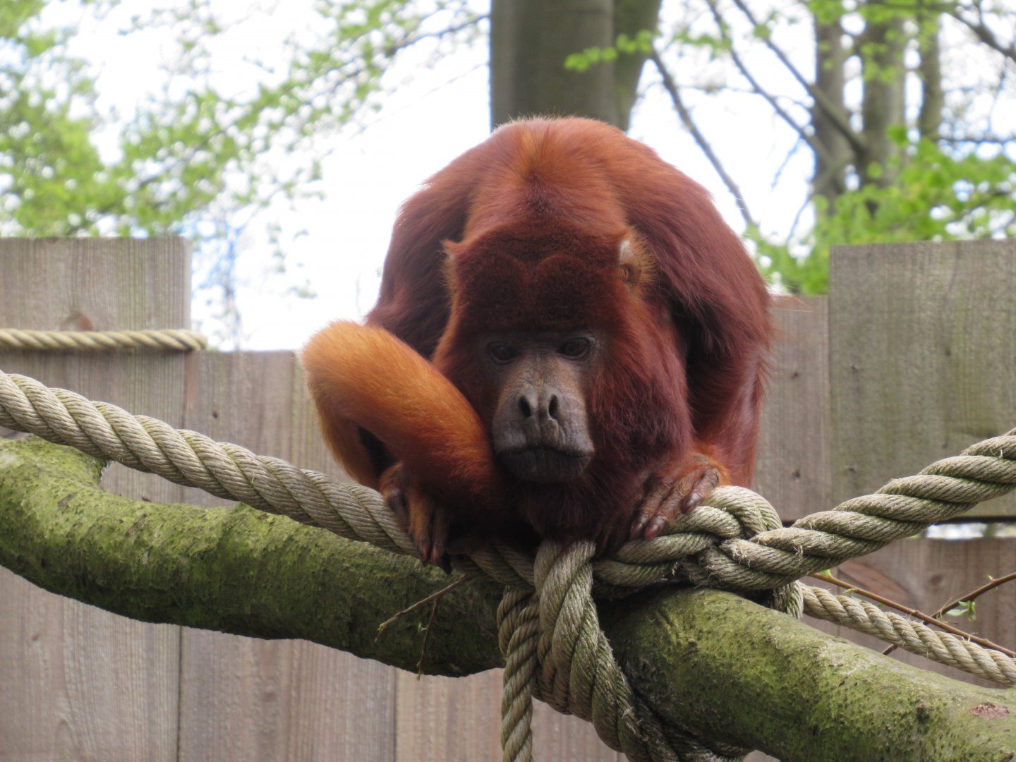 04 2024 - Red Howler Monkey