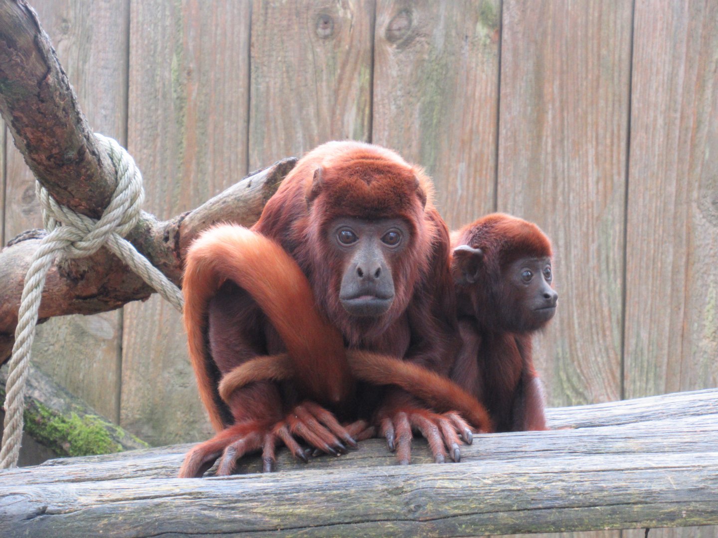 04 2024 - Red Howler Monkeys, female and youngster