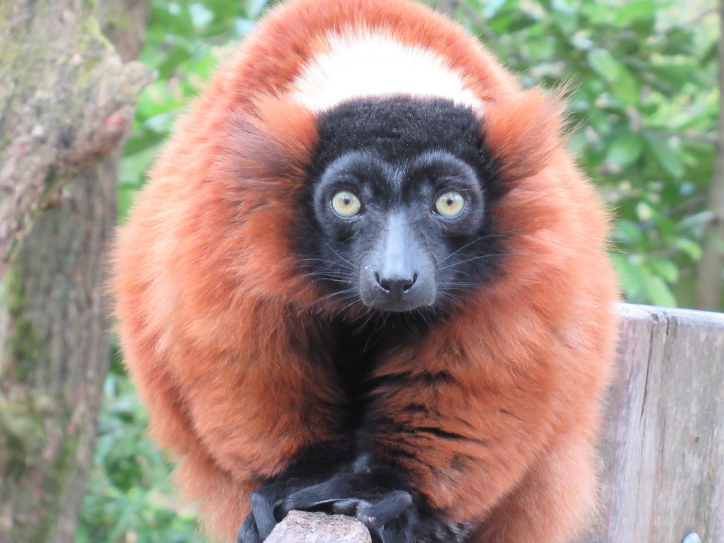 04 2024 - Red ruffed lemur