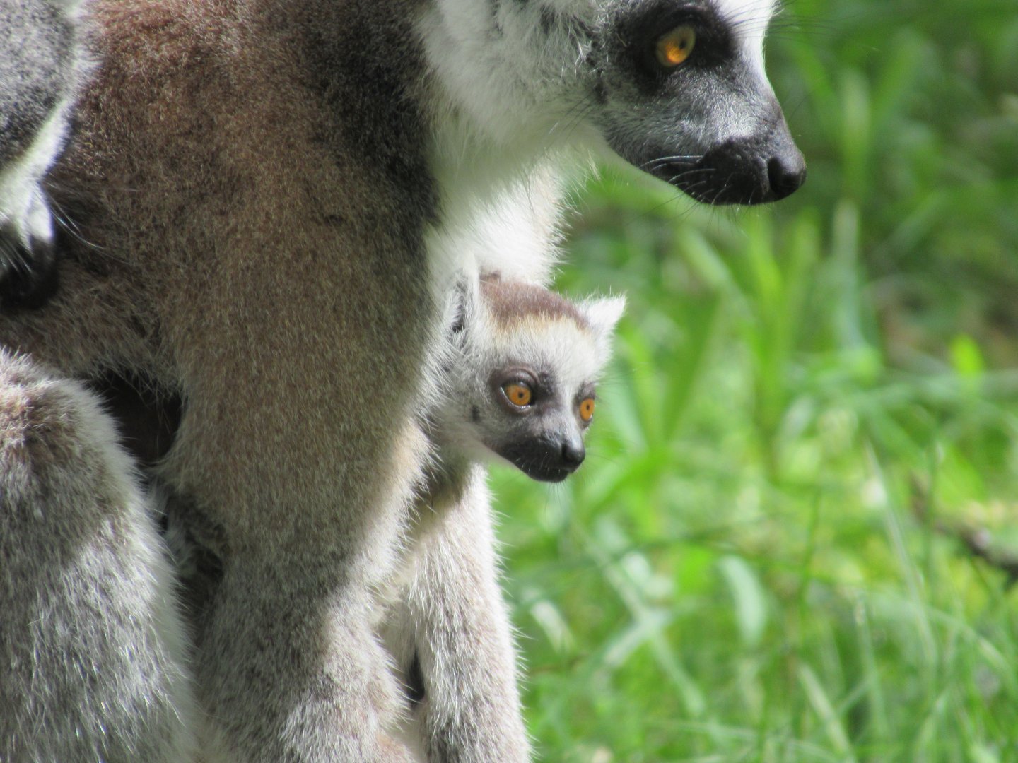 04 2024 - Ring Tailed Lemurs, adult female and young