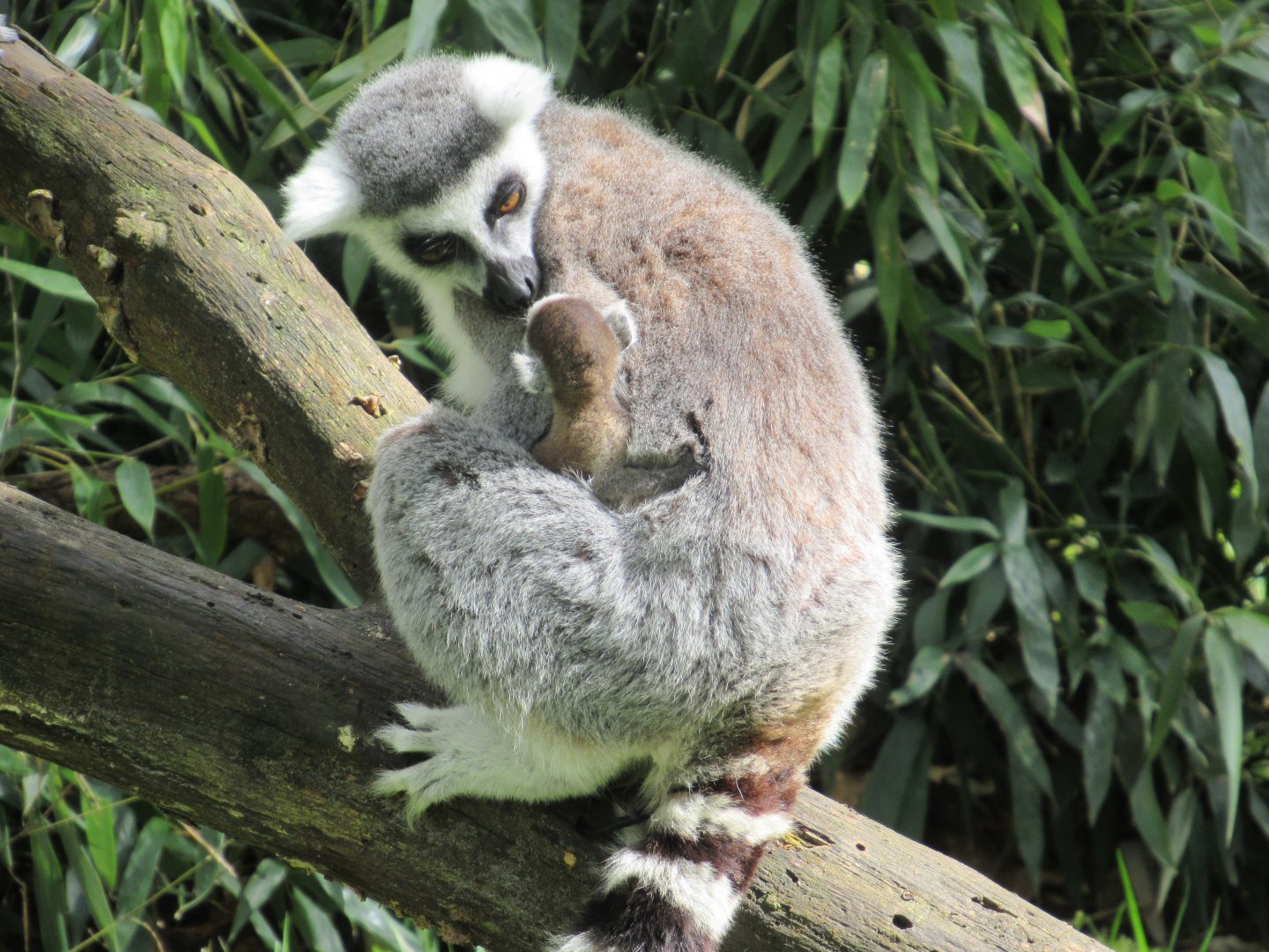 04 2024 - Ring tailed lemurs, adult female and young