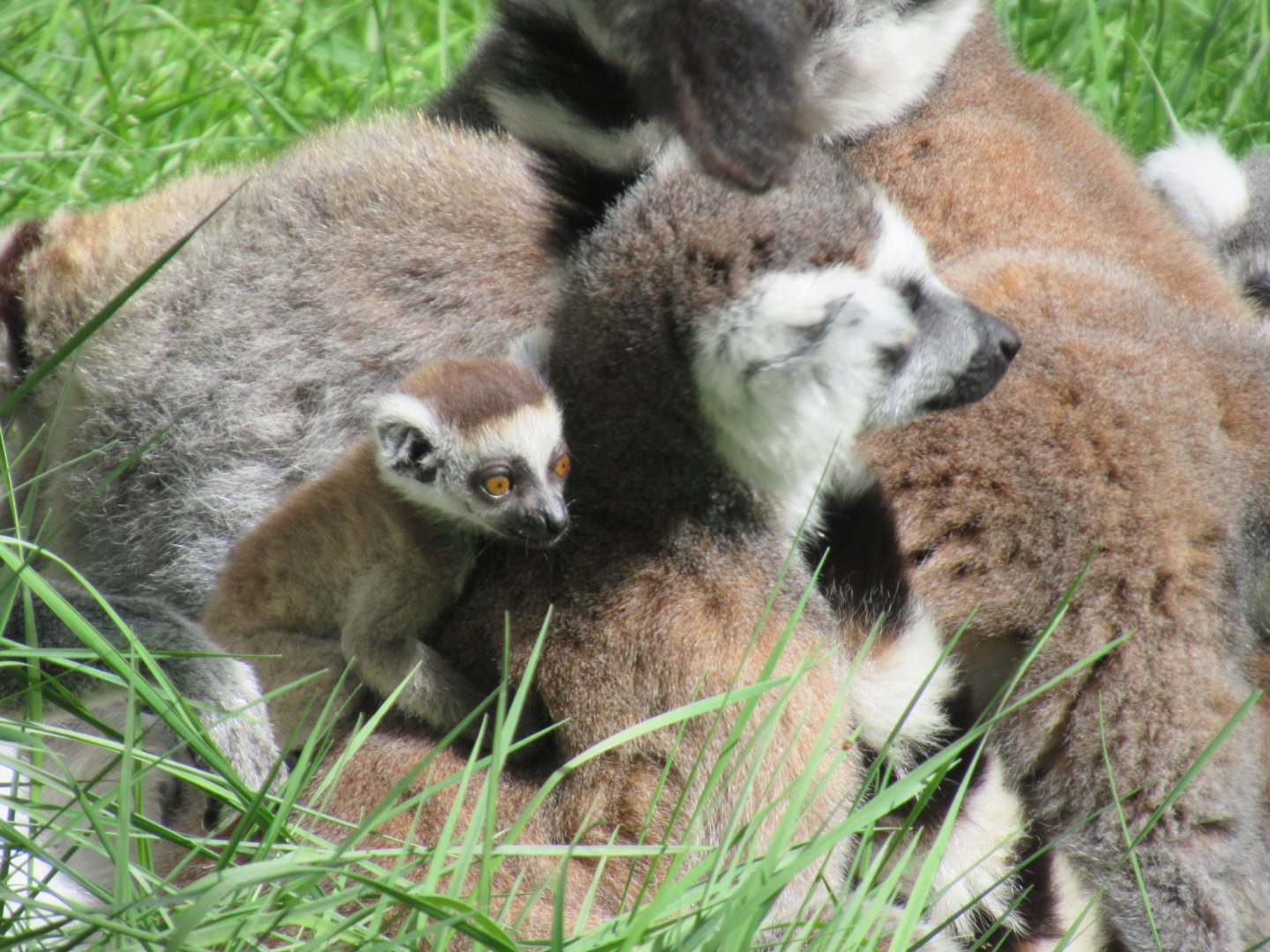 04 2024 - Ring tailed lemurs, adult female and young