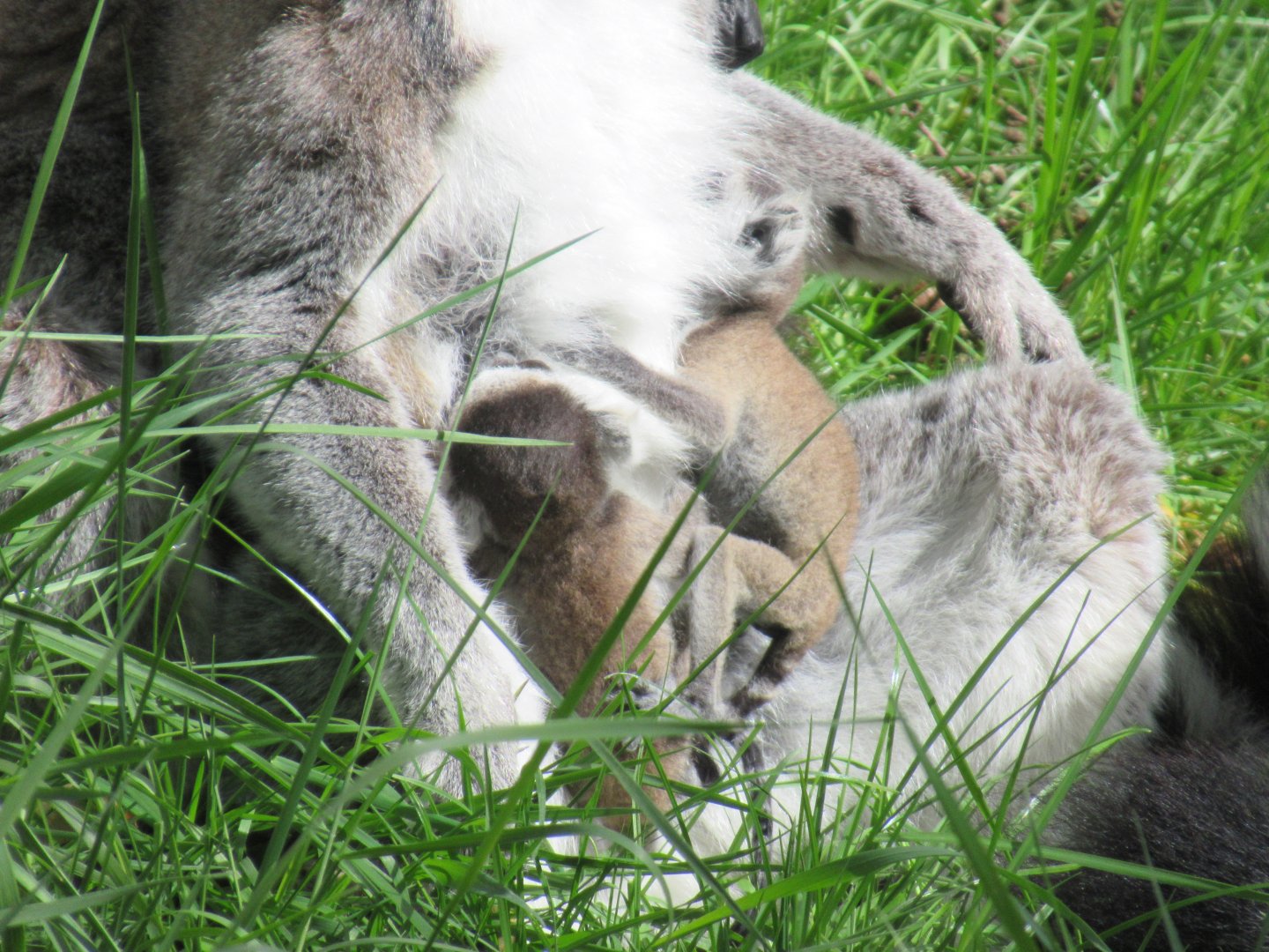 04 2024 - Ring tailed lemurs, young twins holding on to mom