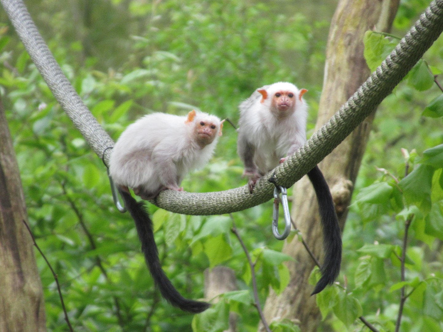 04 2024 - Silvery marmosets