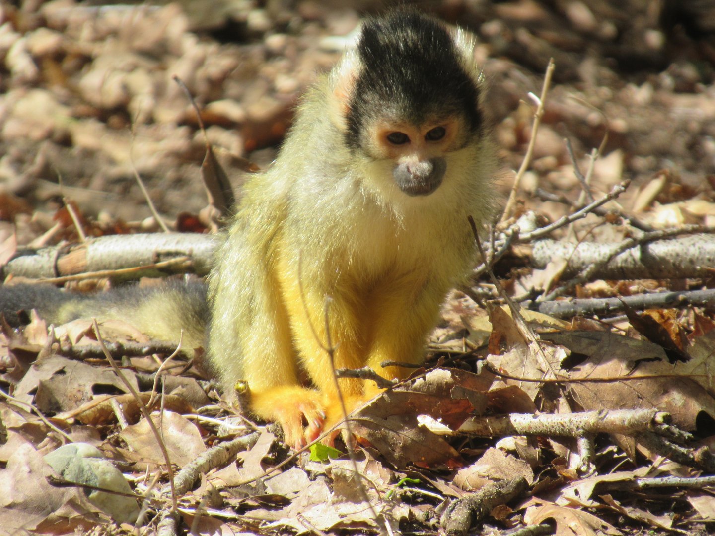 04 2024 - Squirrel Monkey