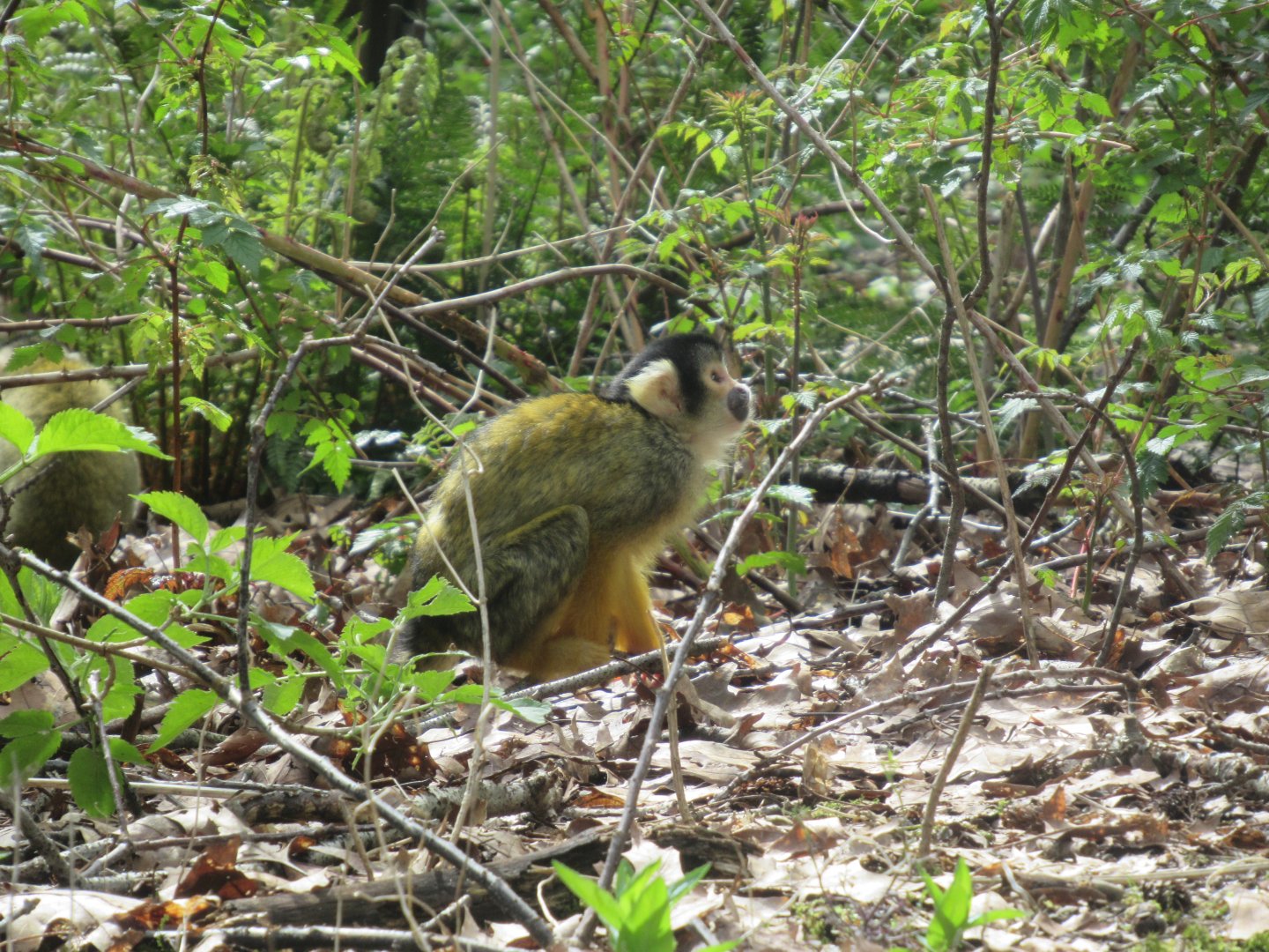 04 2024 - Squirrel monkey