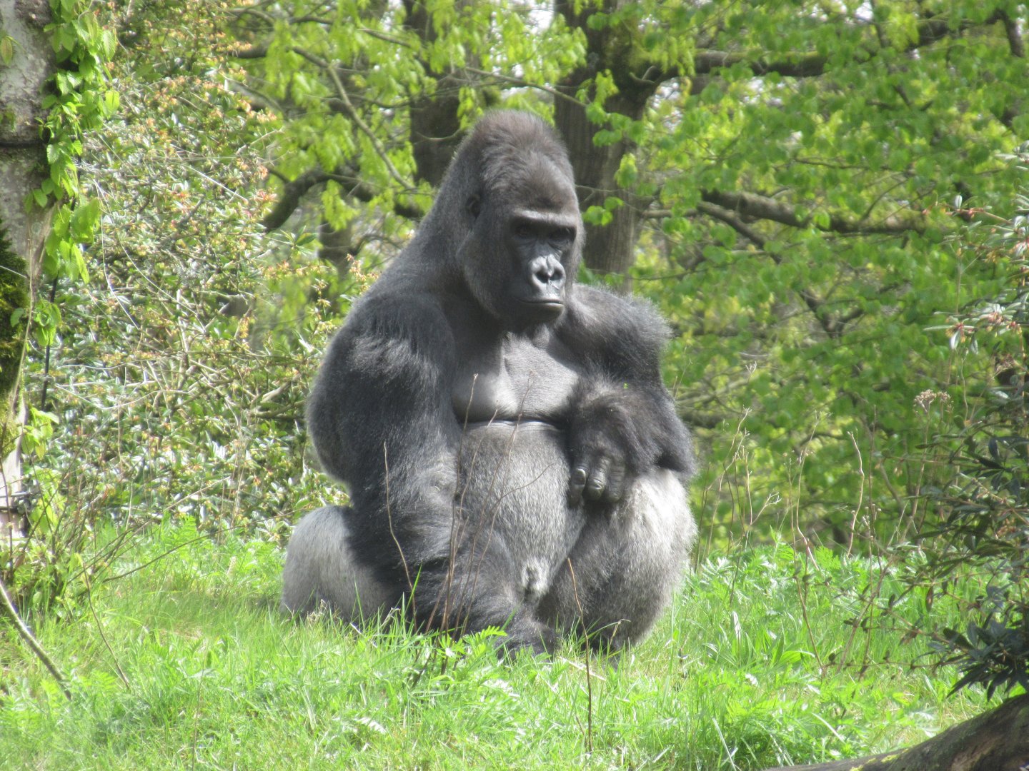 04 2024 - Western Lowland Gorilla, silverback 'Banjoko'