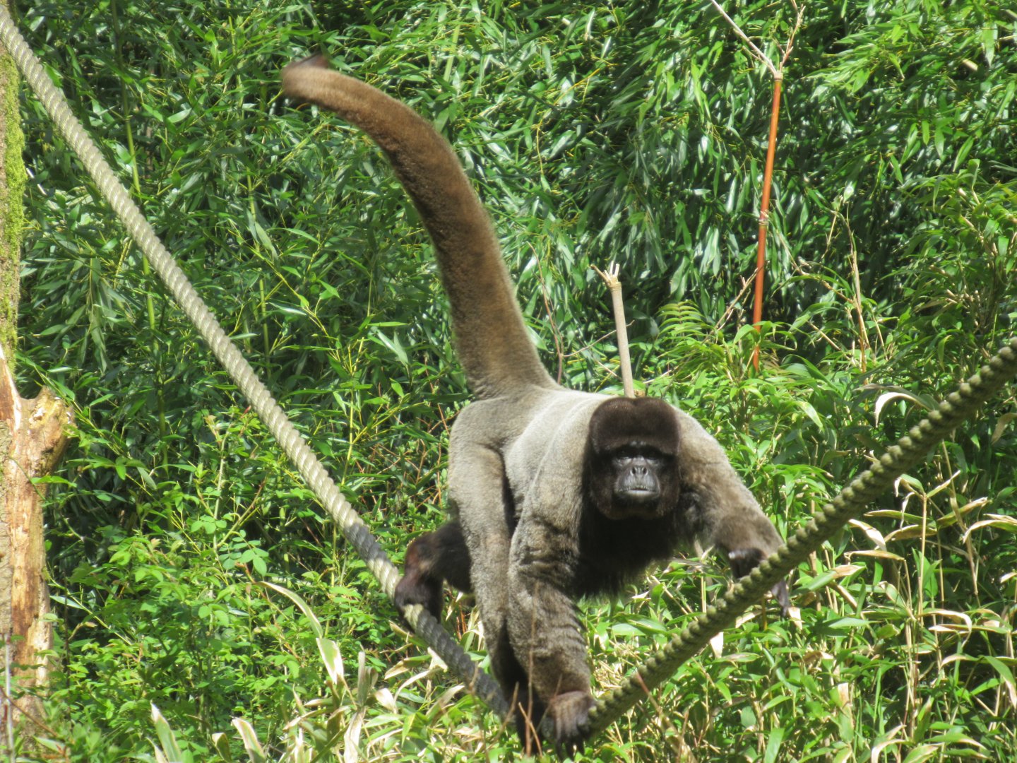 04 2024 - Wooly monkey, adult male