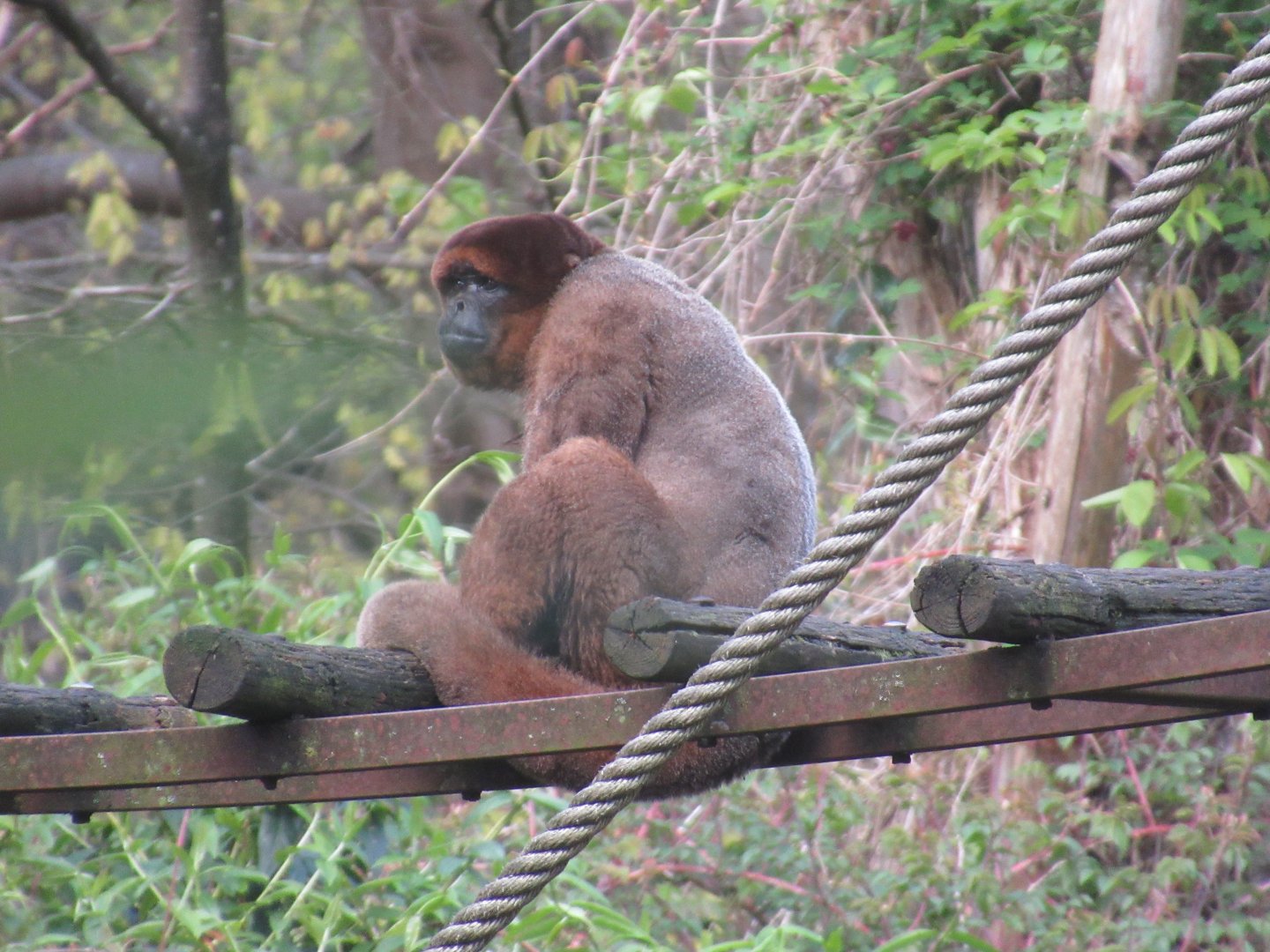 04 2024 - Wooly monkey, adult male